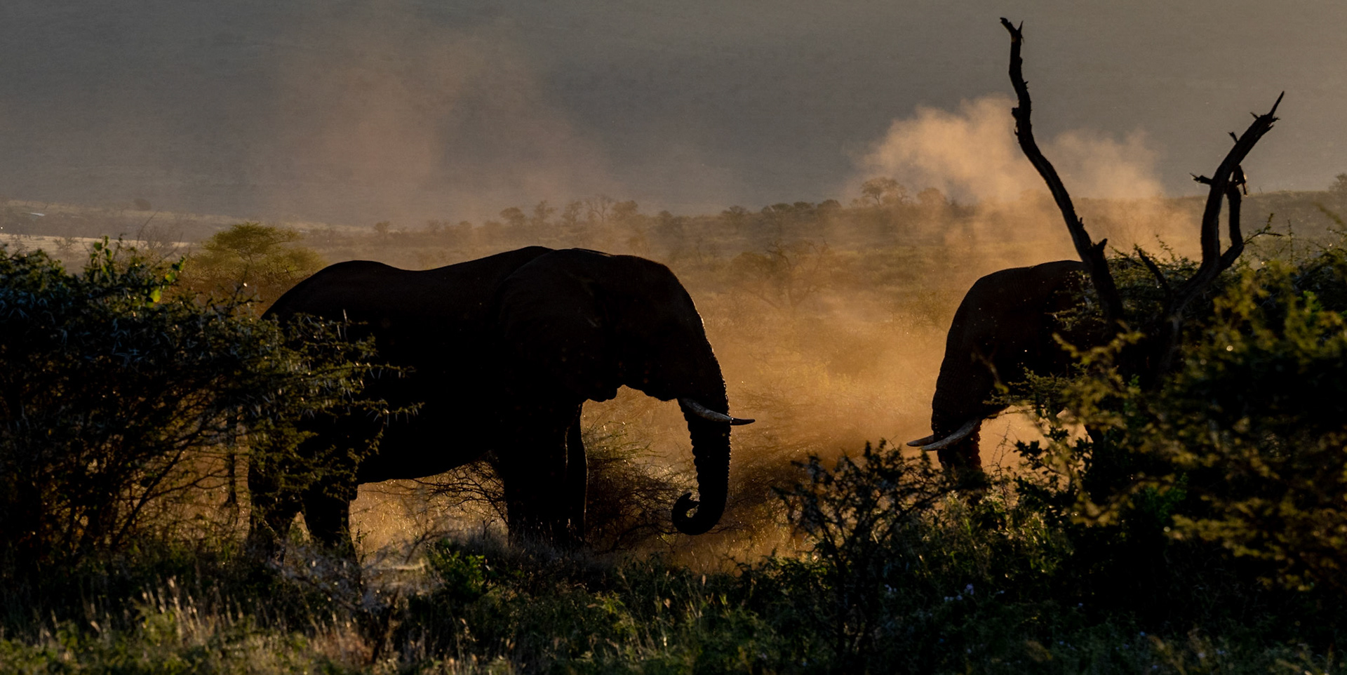 Two bull Elephants challenging each other