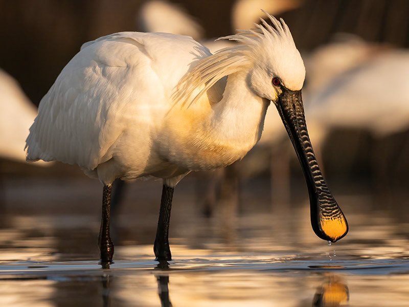 Eurasian Spoonbill