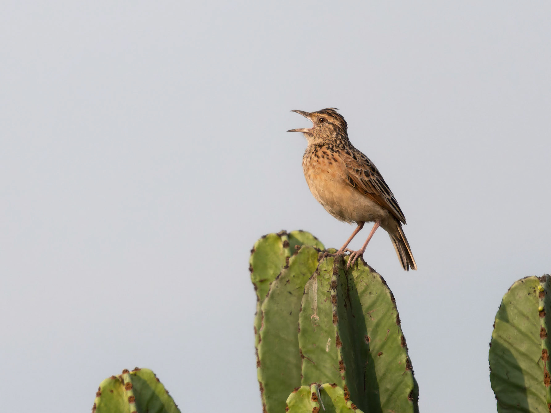 Rufous - naped Lark singing