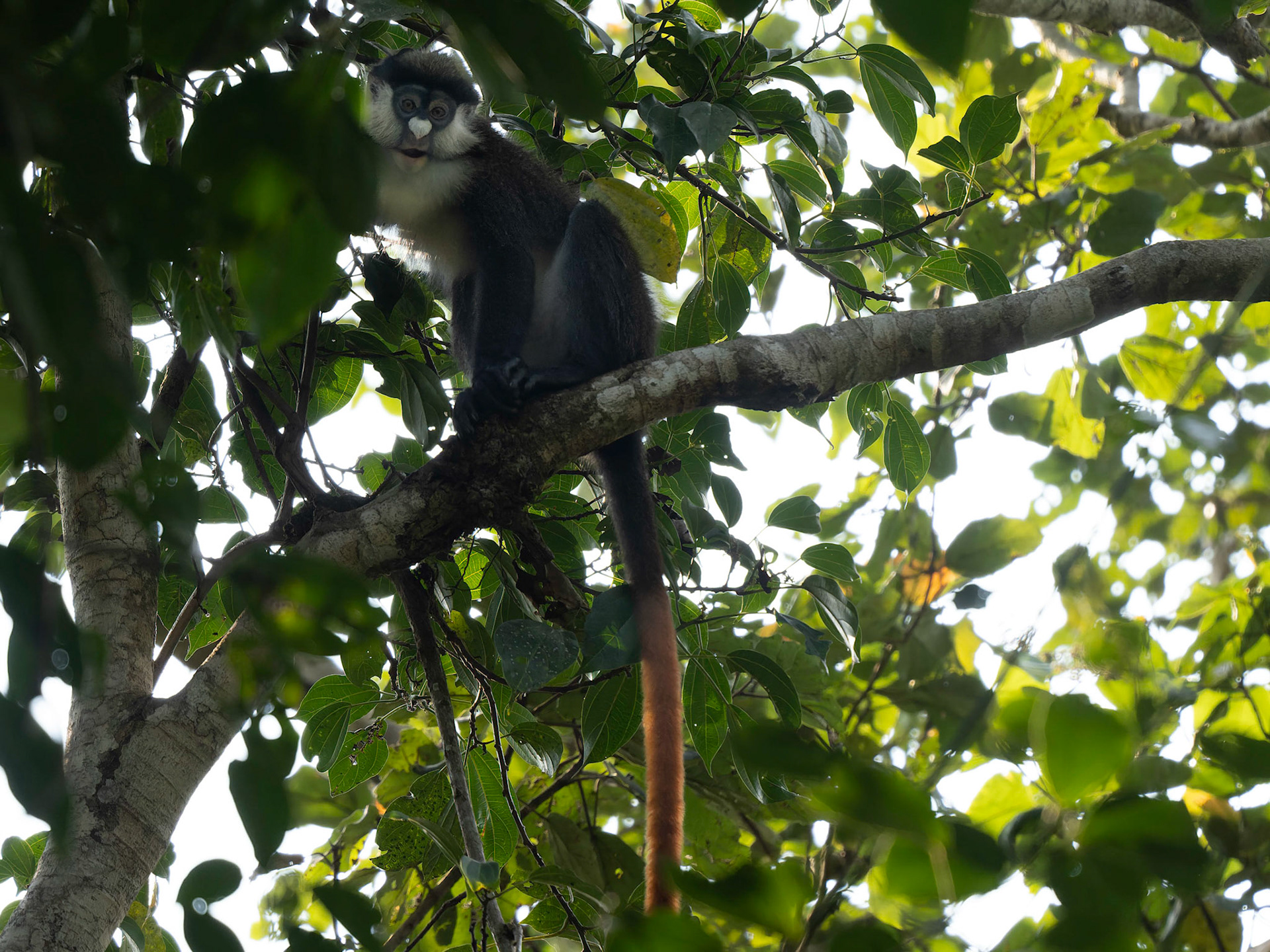 Red Tailed Guenon Monkey