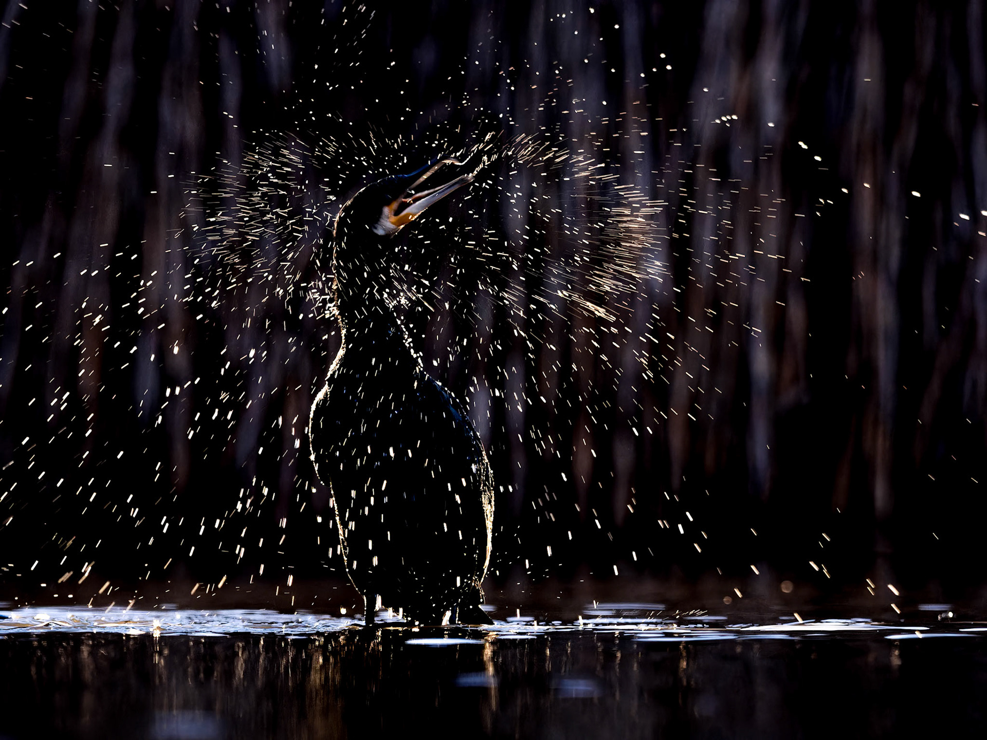 Cormorant shake at night - colour