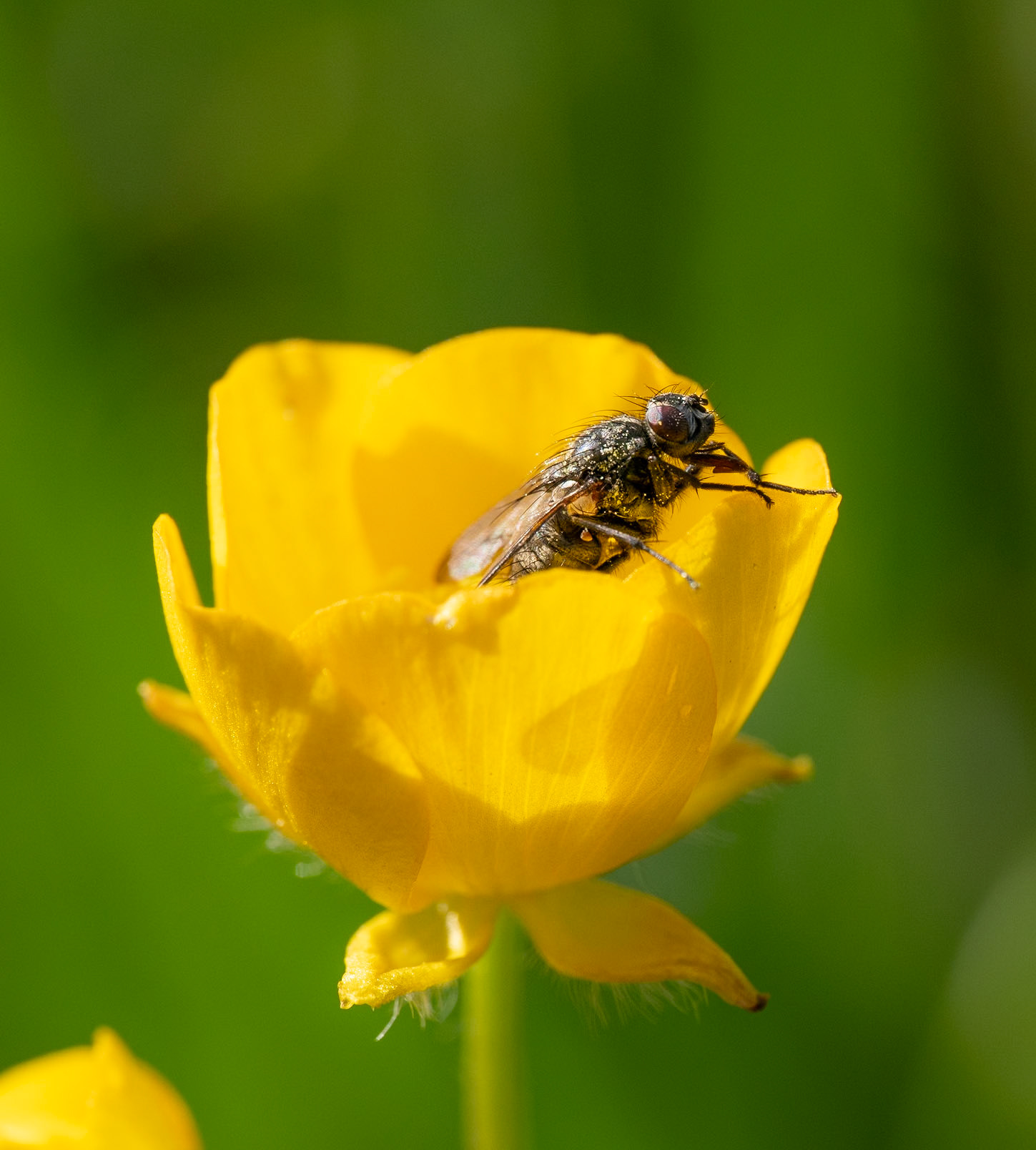 Fly in Buttercup