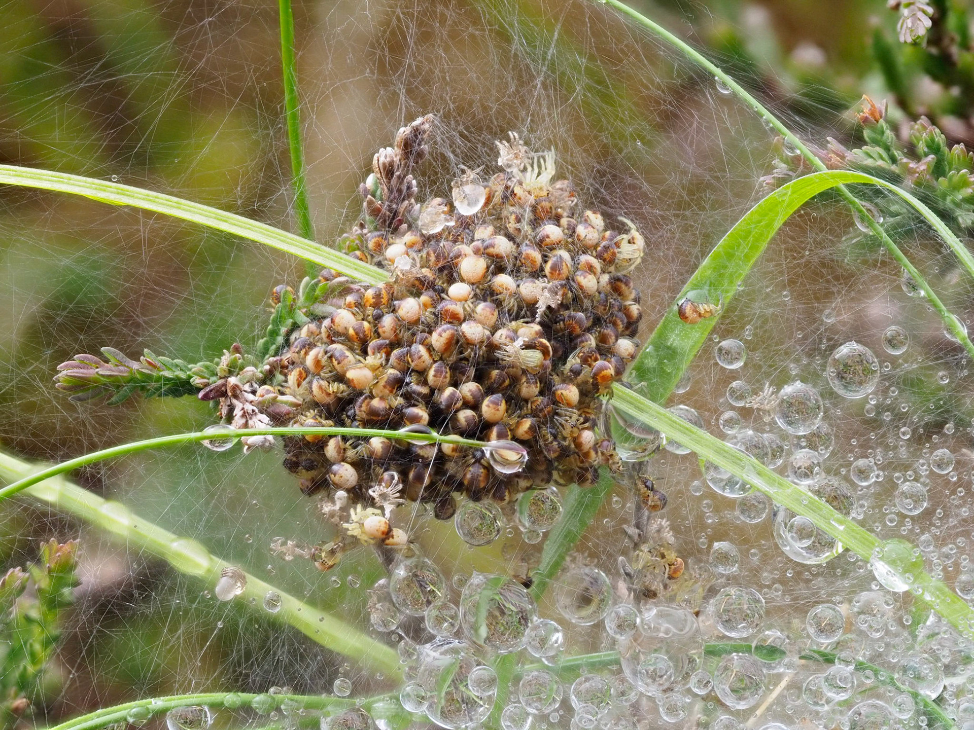 Recently hatched spiderlings of Four Spot Weaver Spider