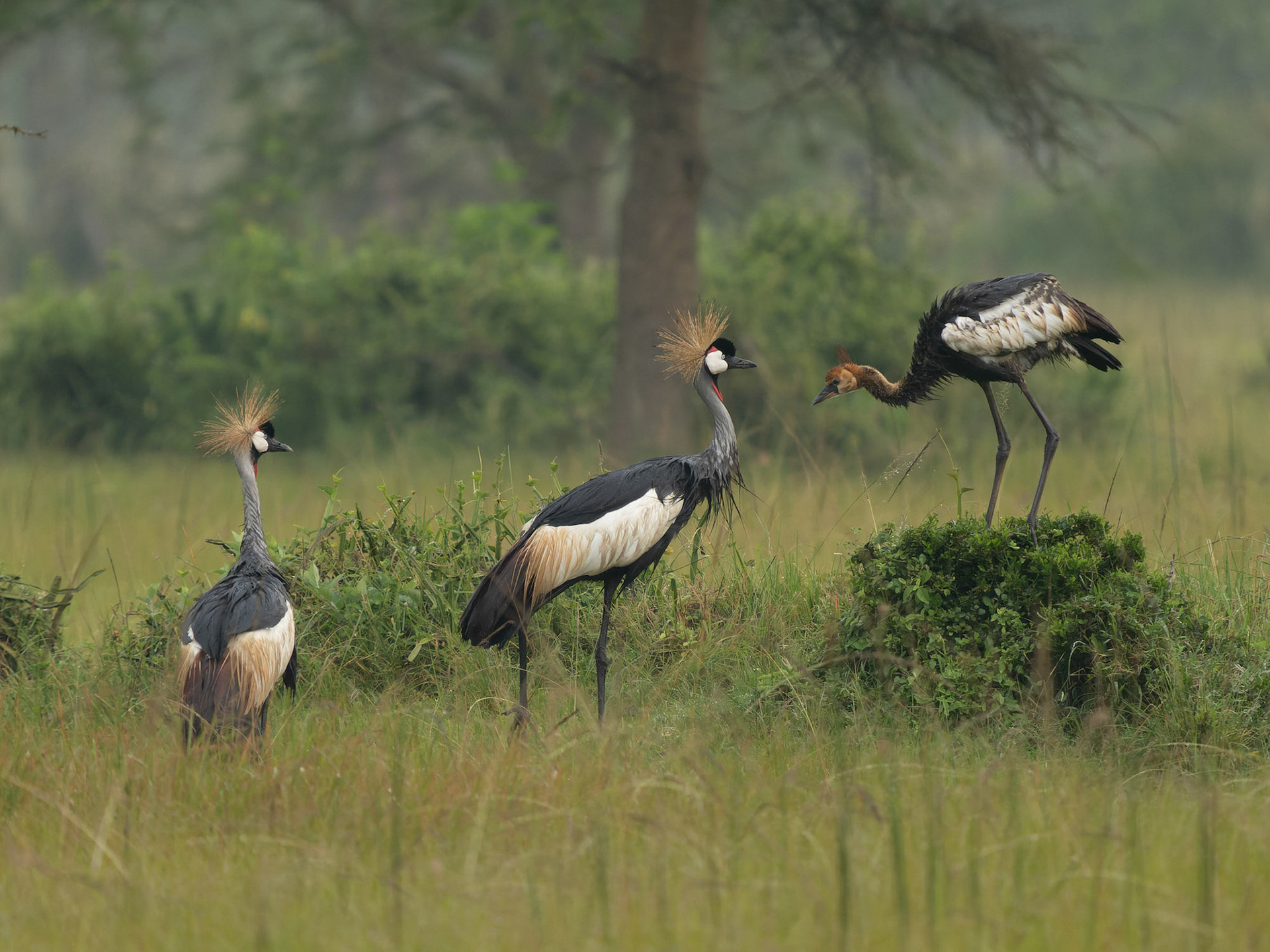 Grey Crowned Crane family