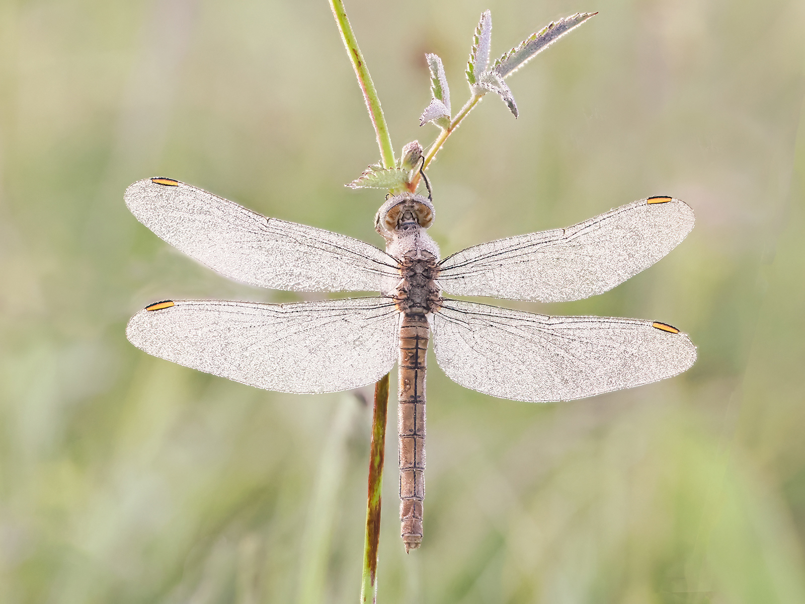 Dragonfly with Dewdrops
