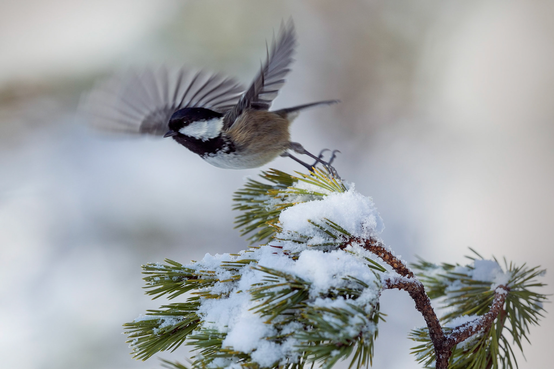 Coal Tit taking off