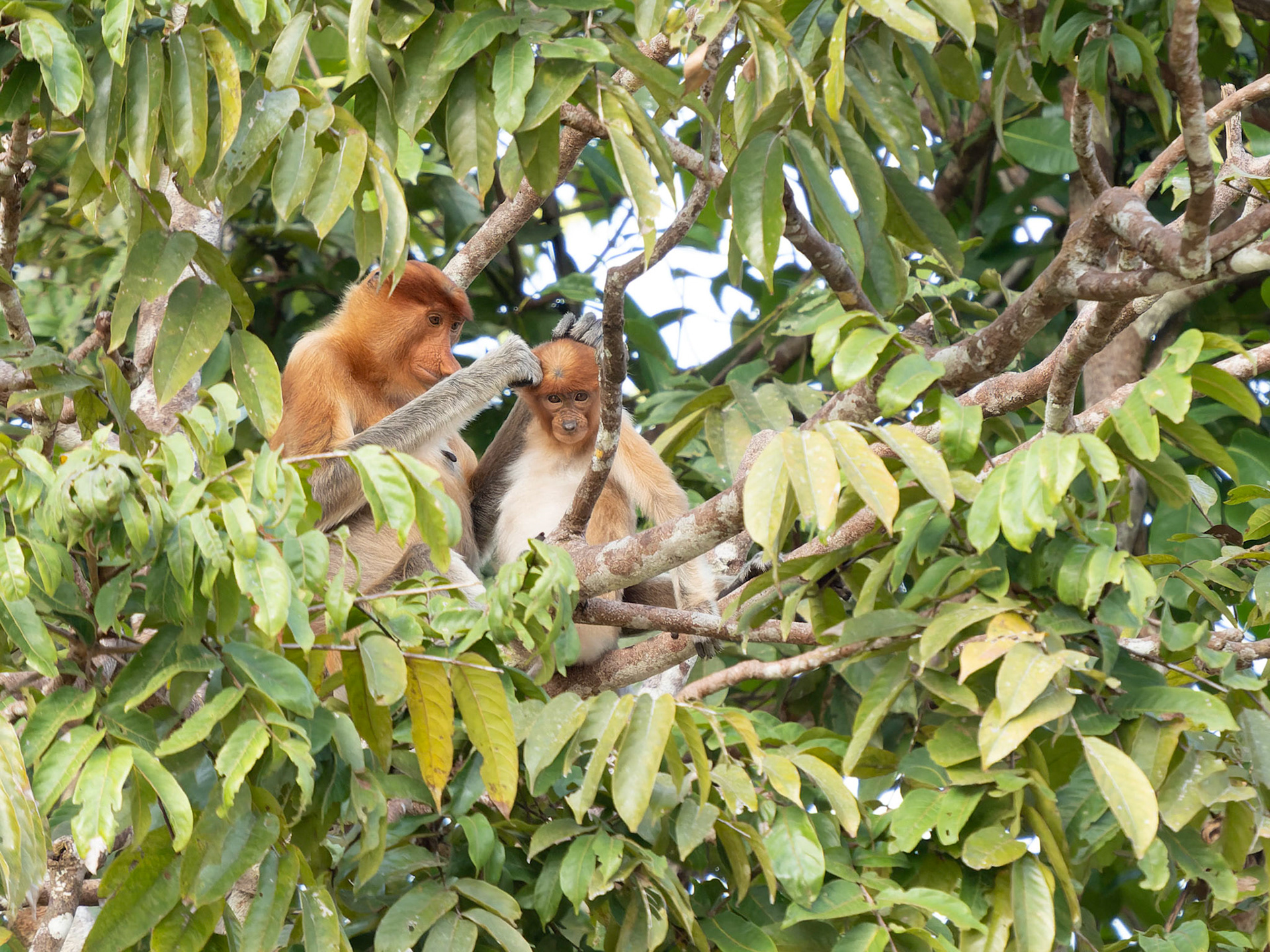 Proboscis Monkeys