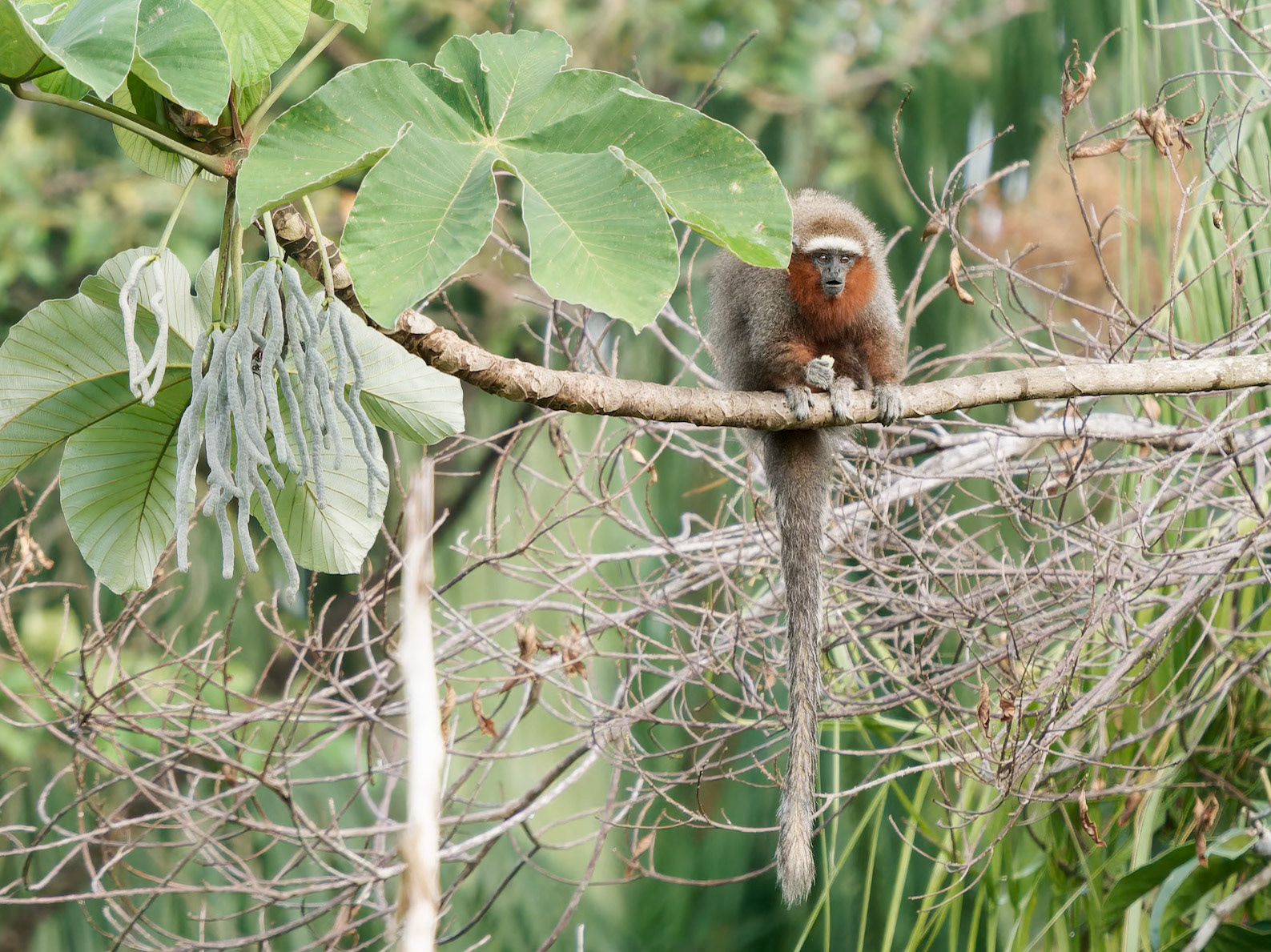 Ornate Titi Monkey