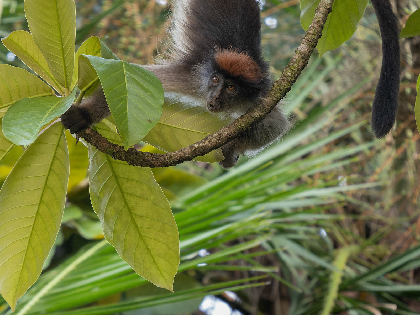 Red Crowned Colobus Monkey