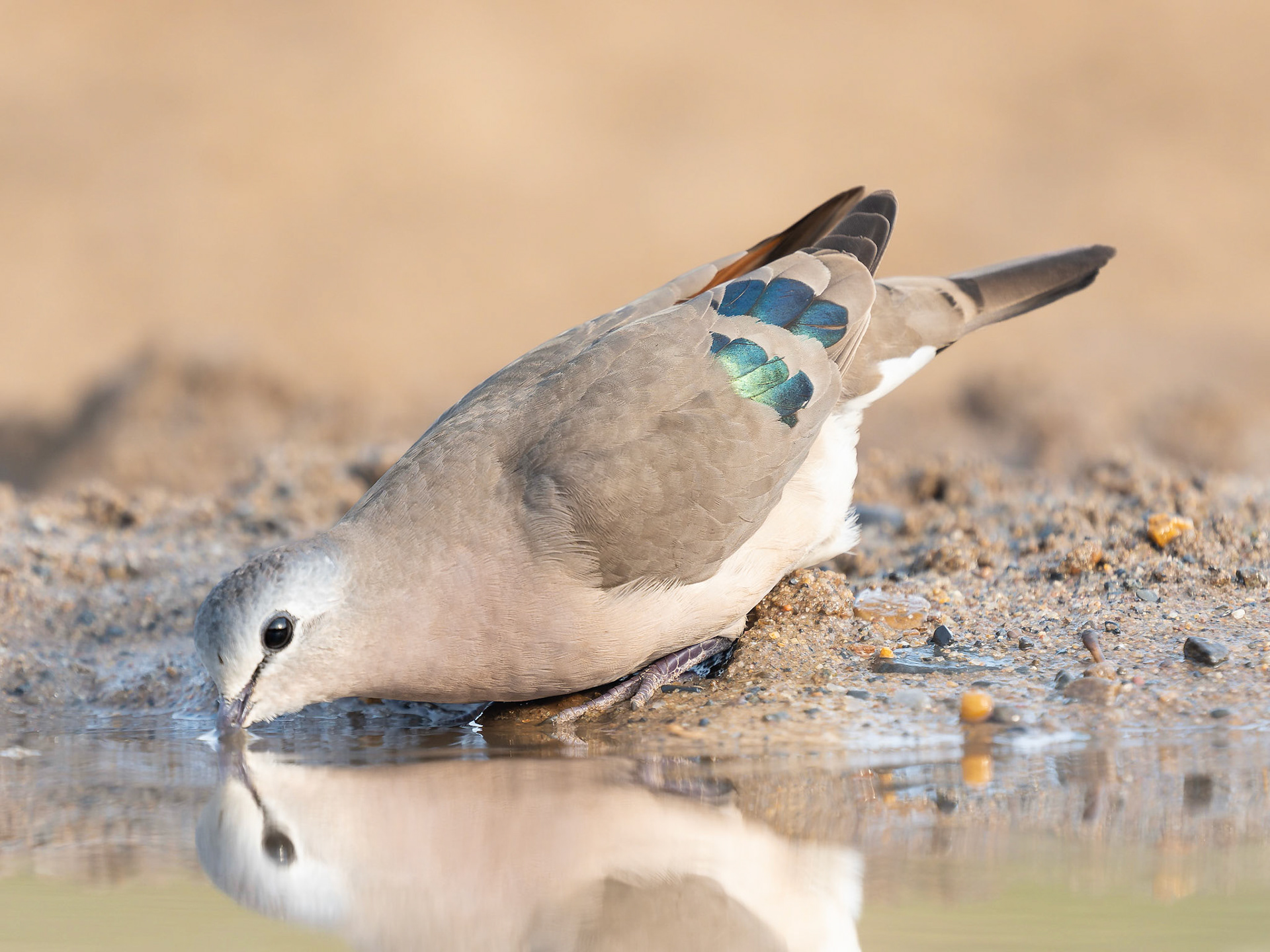 Emerald-spotted Wood Dove