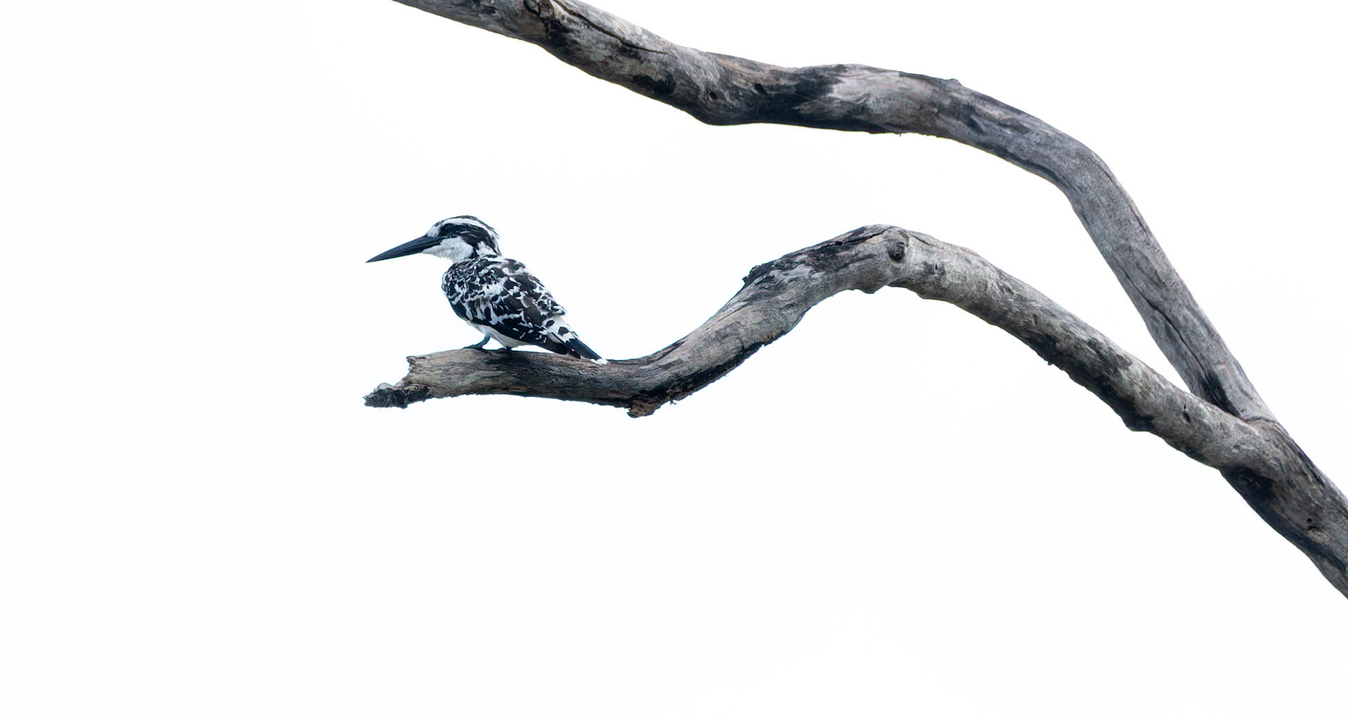 Lesser Pied Kingfisher