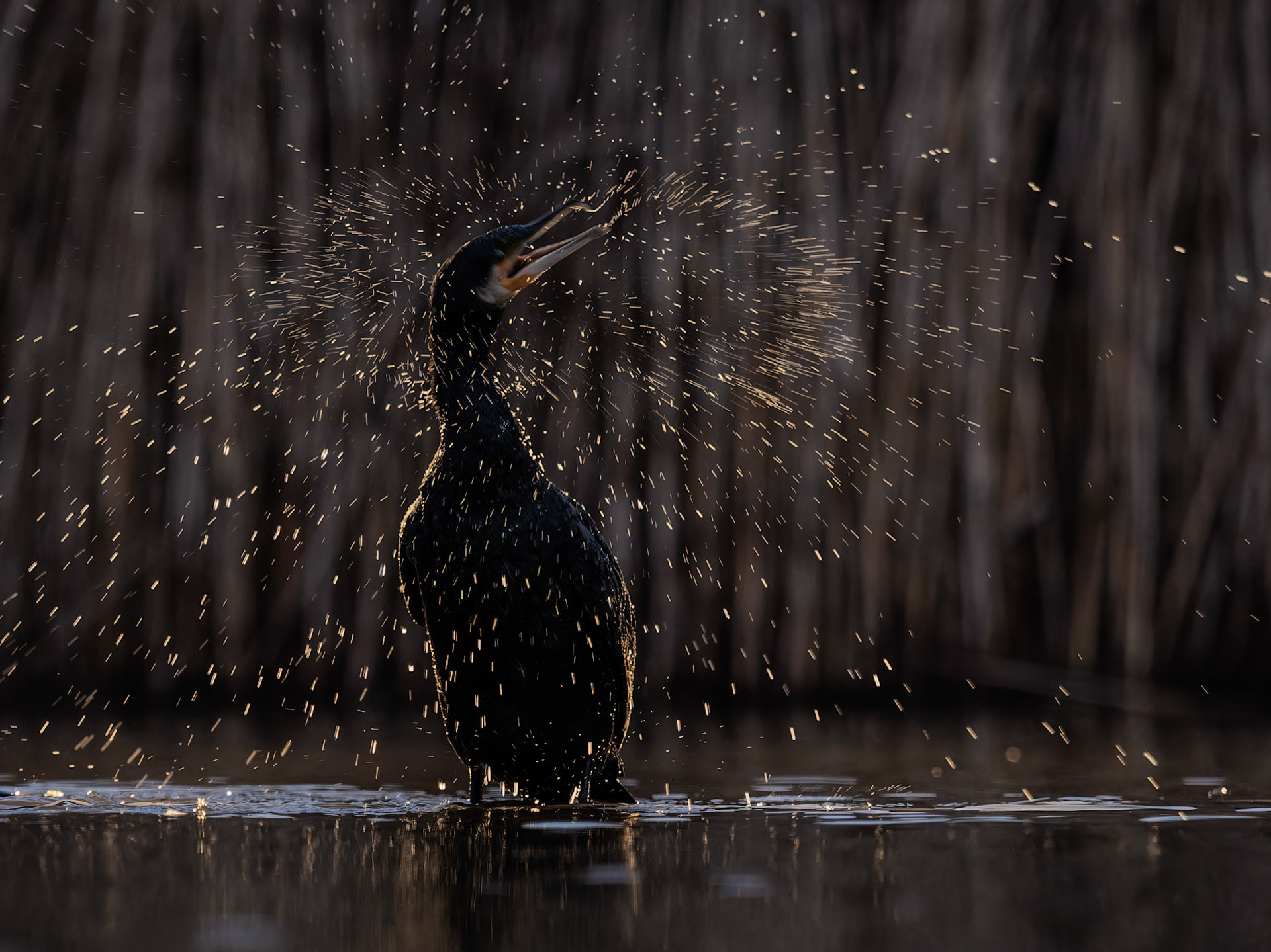 Cormorant shake