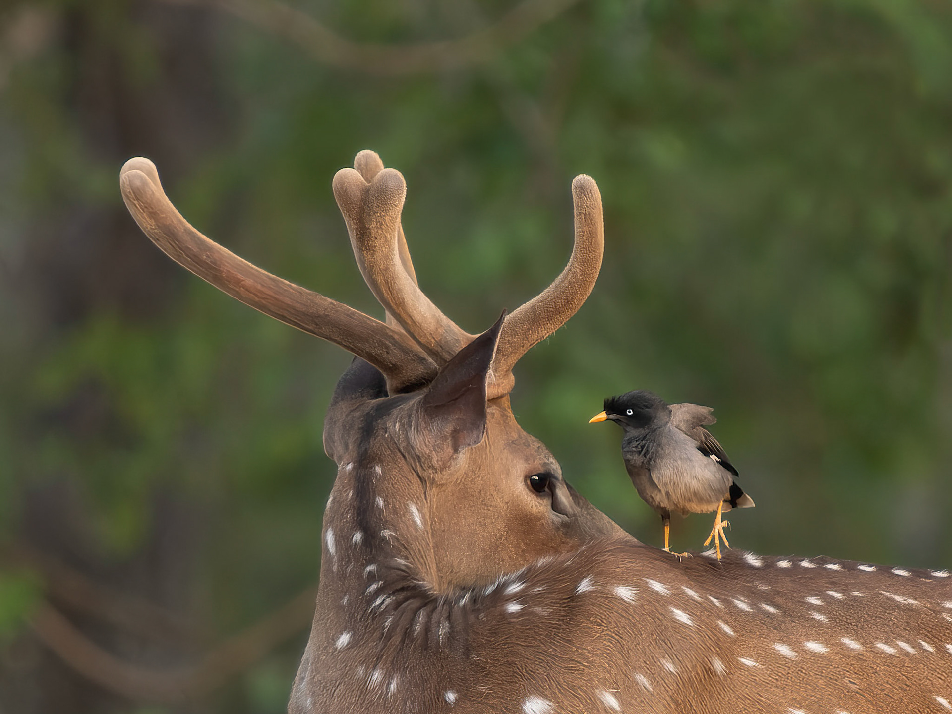 Chital and Myna