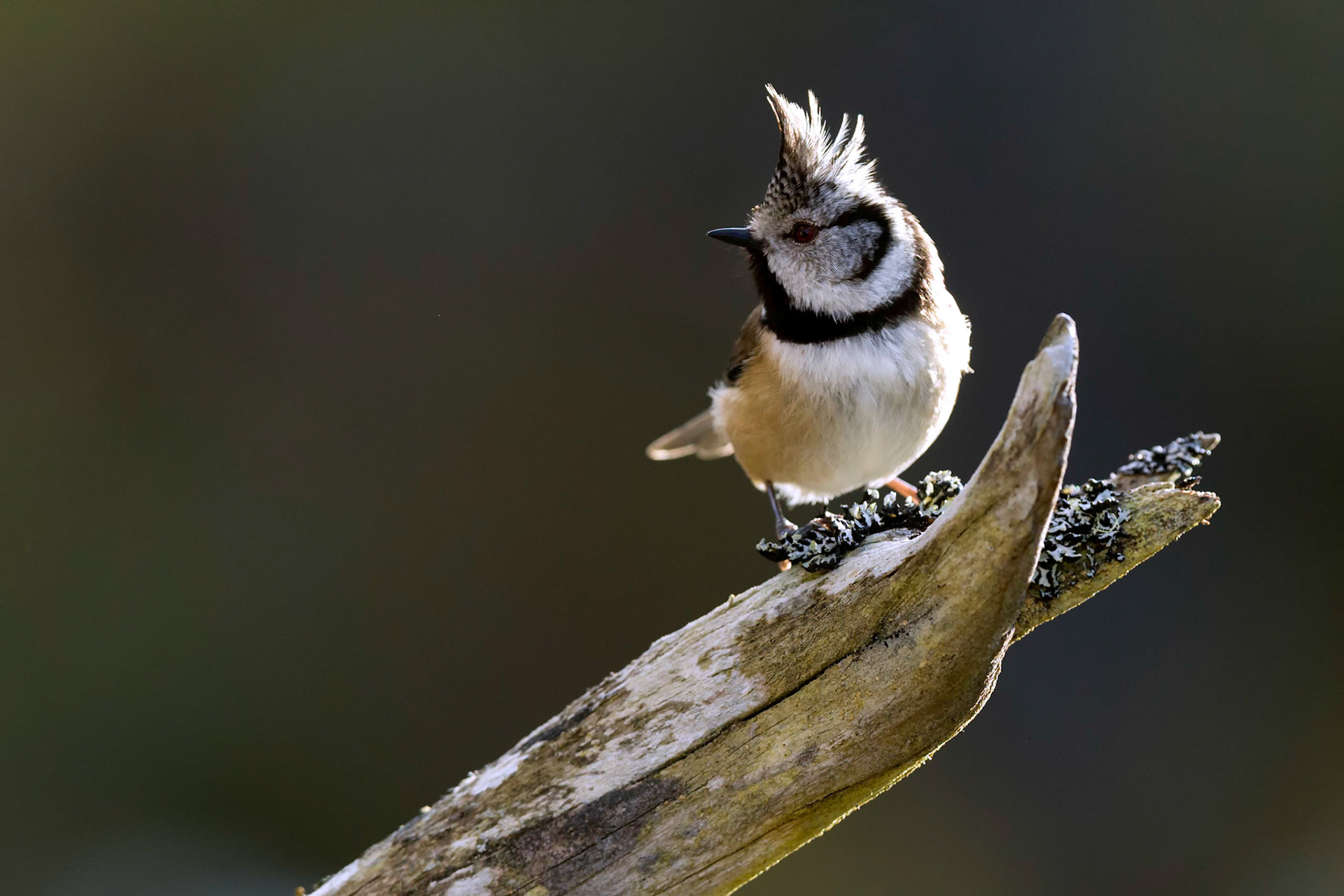 Crested Tit