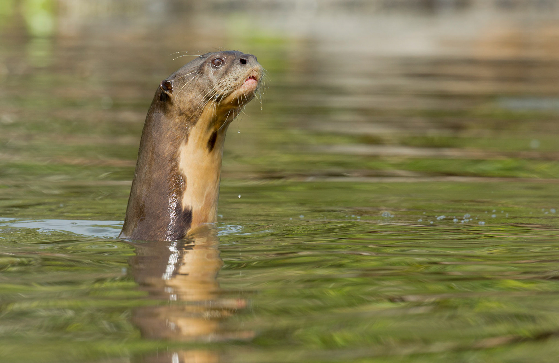 Giant River Otter
