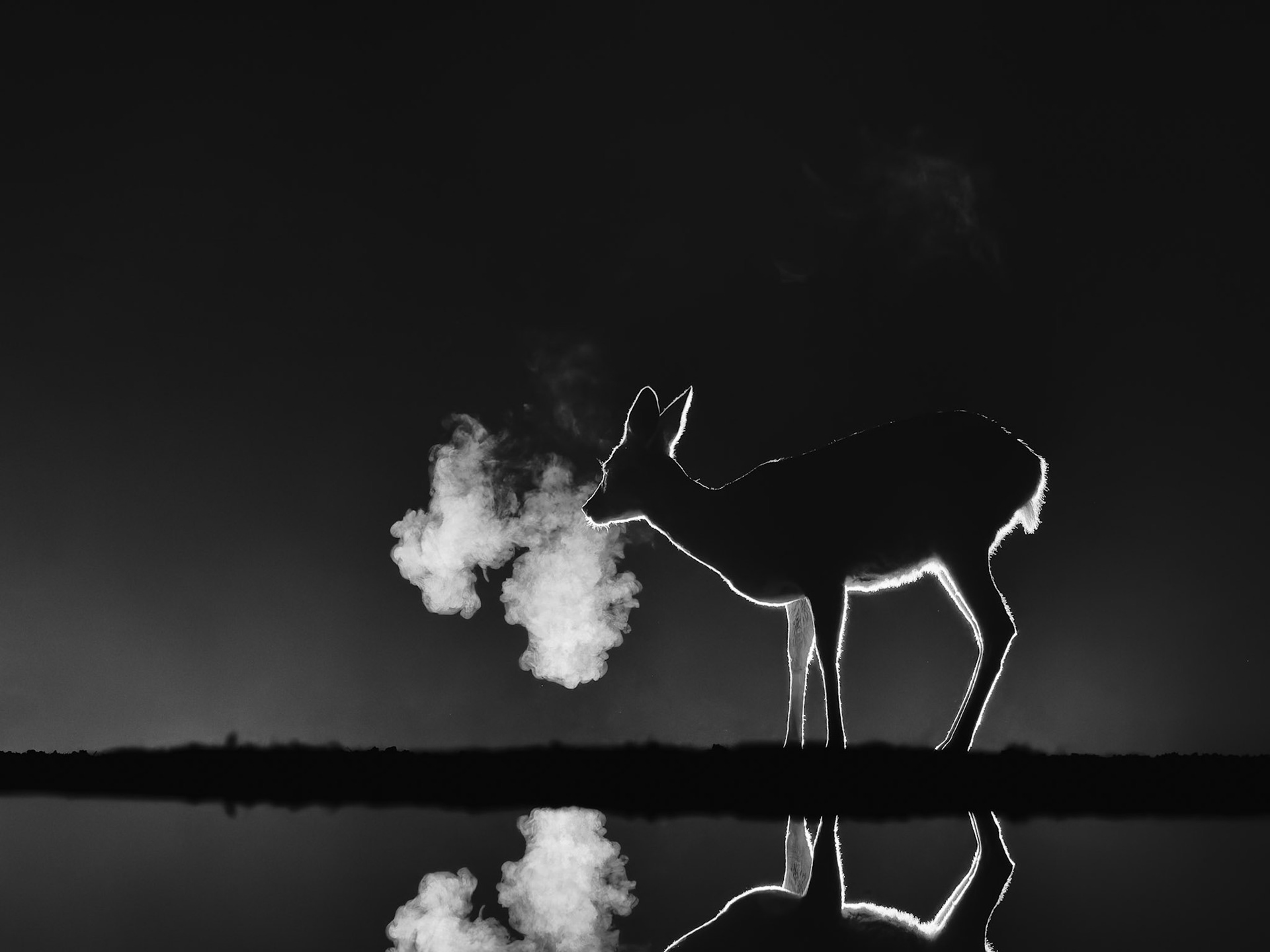 Roe Deer on a very cold night