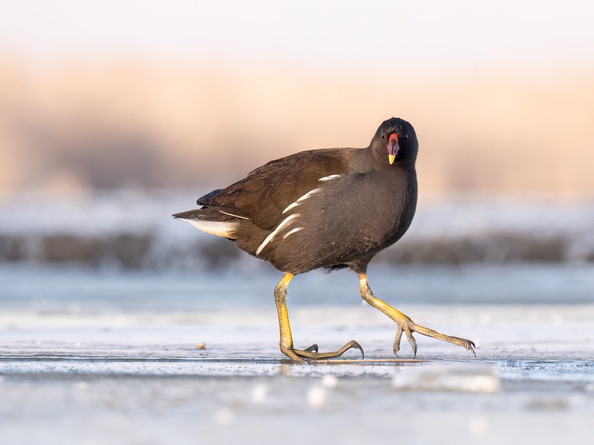 Common Moorhen
