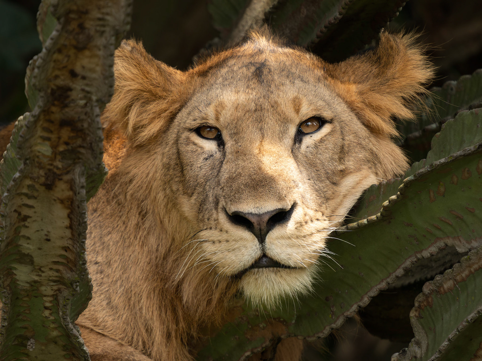 Lion in Euphorbia tree