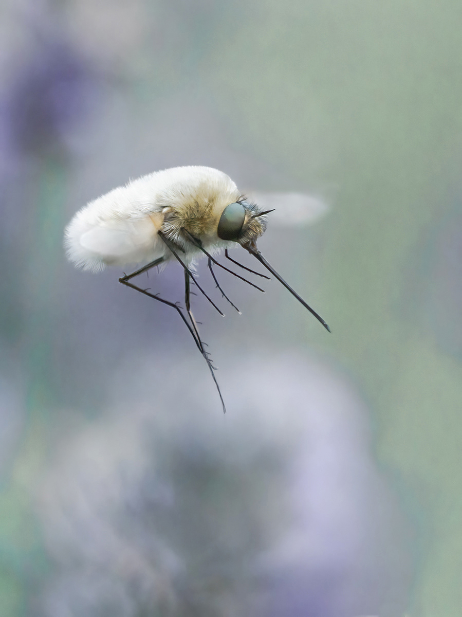 Beefly