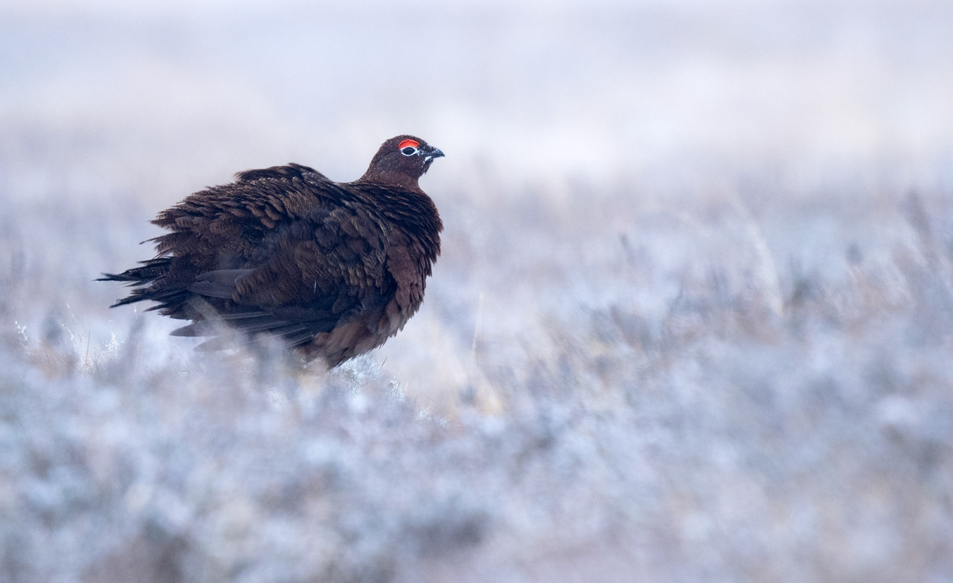 Red Grouse in snow