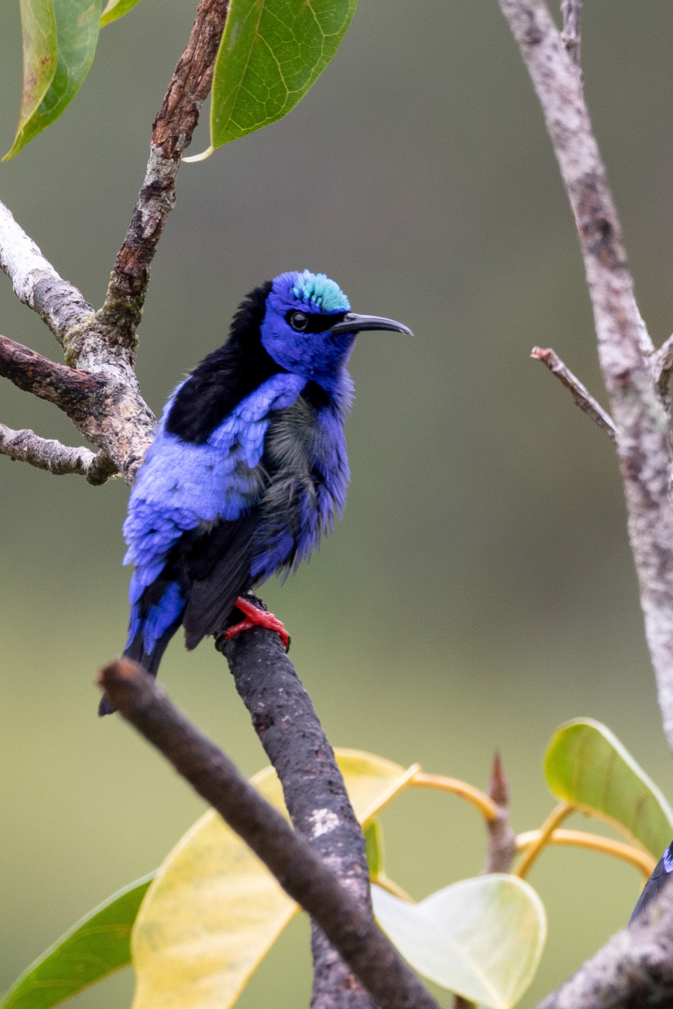 Red legged Honeycreeper, male