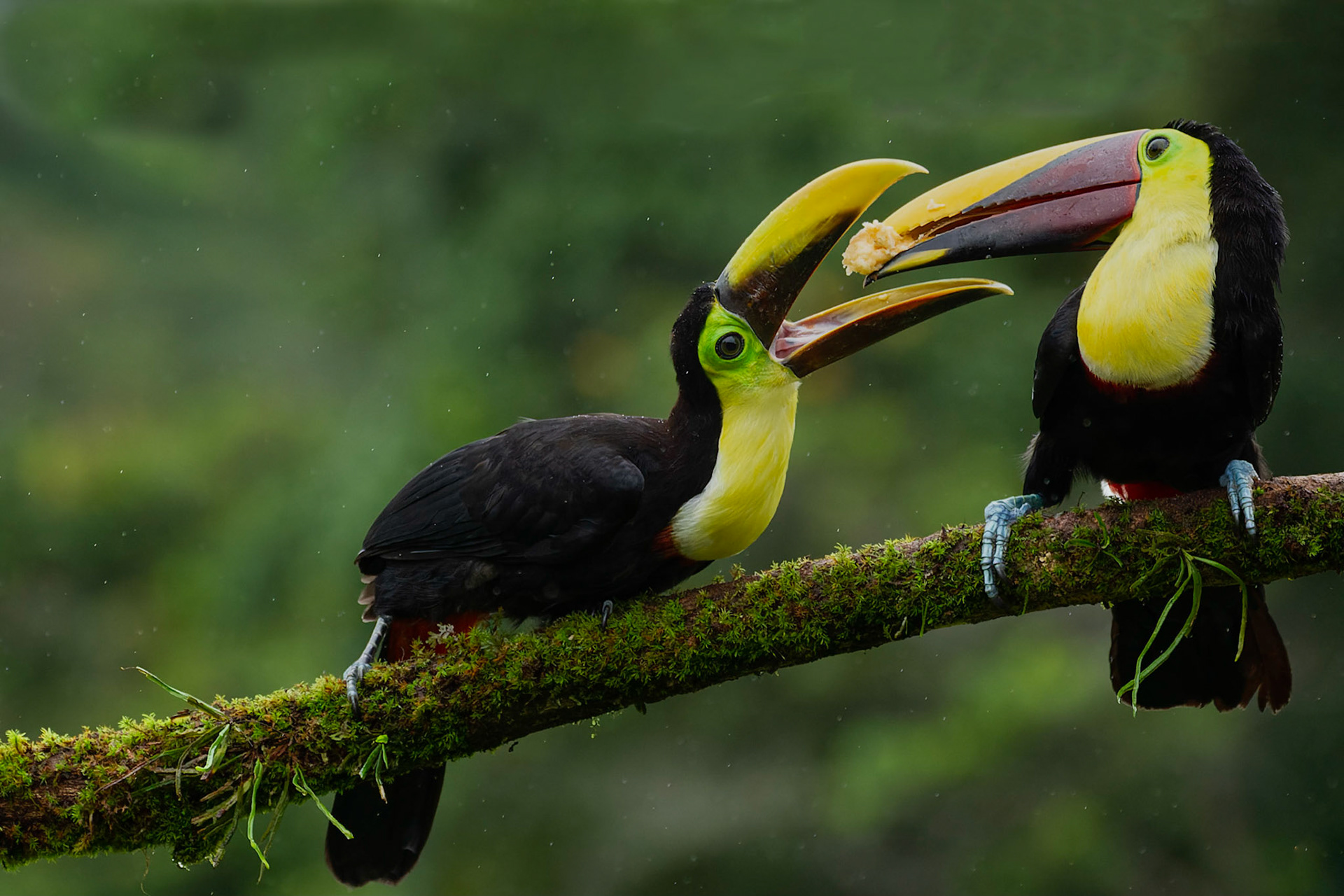 Chestnut Mandibled Toucan feeding young