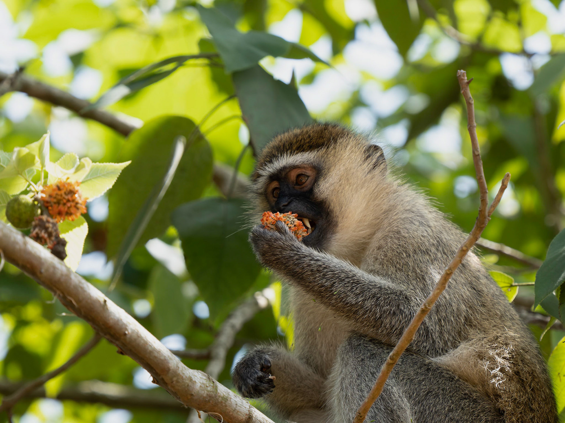 Vervet Monkey eating fruit