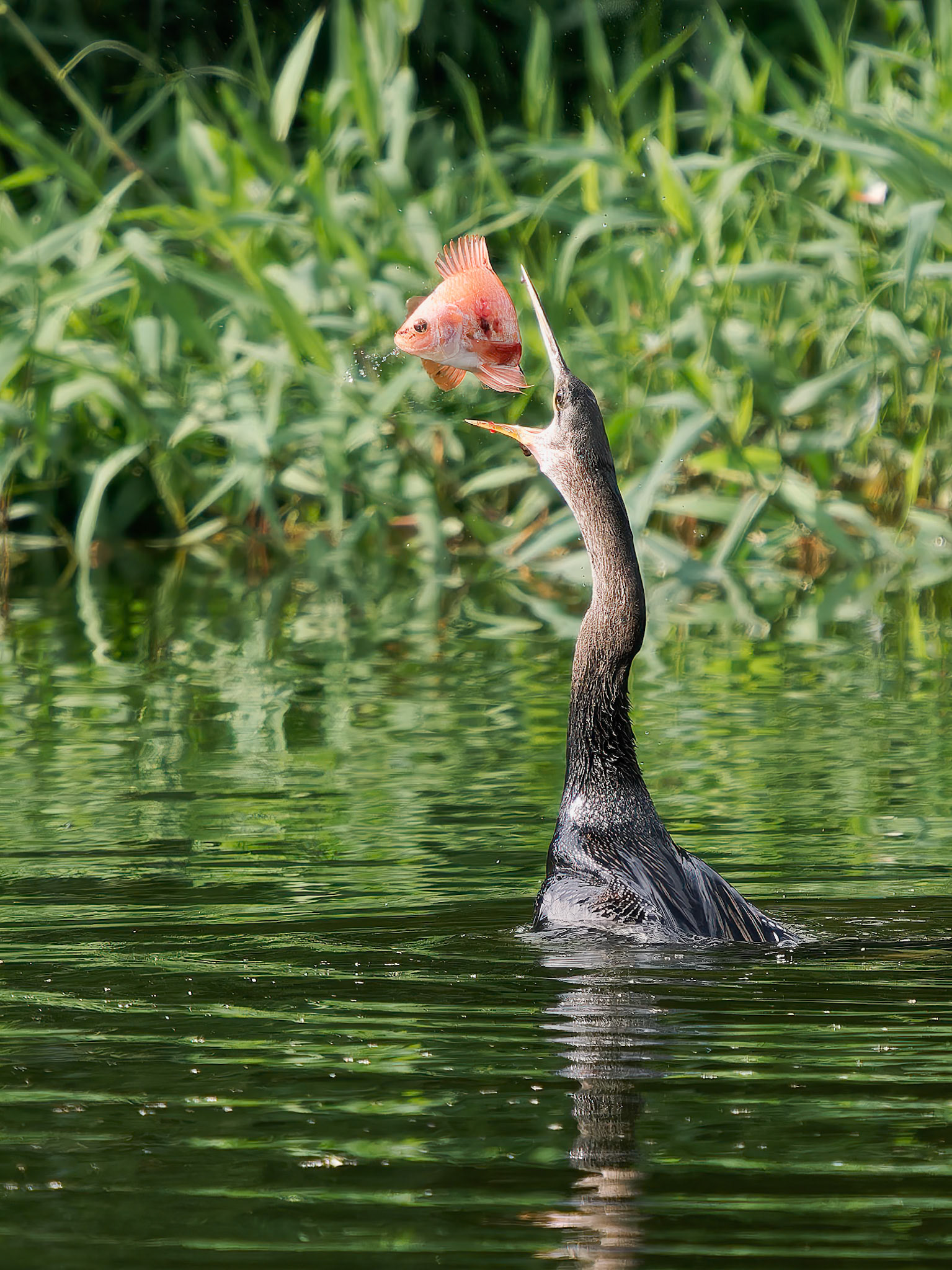 Anhinga with red Tilapia