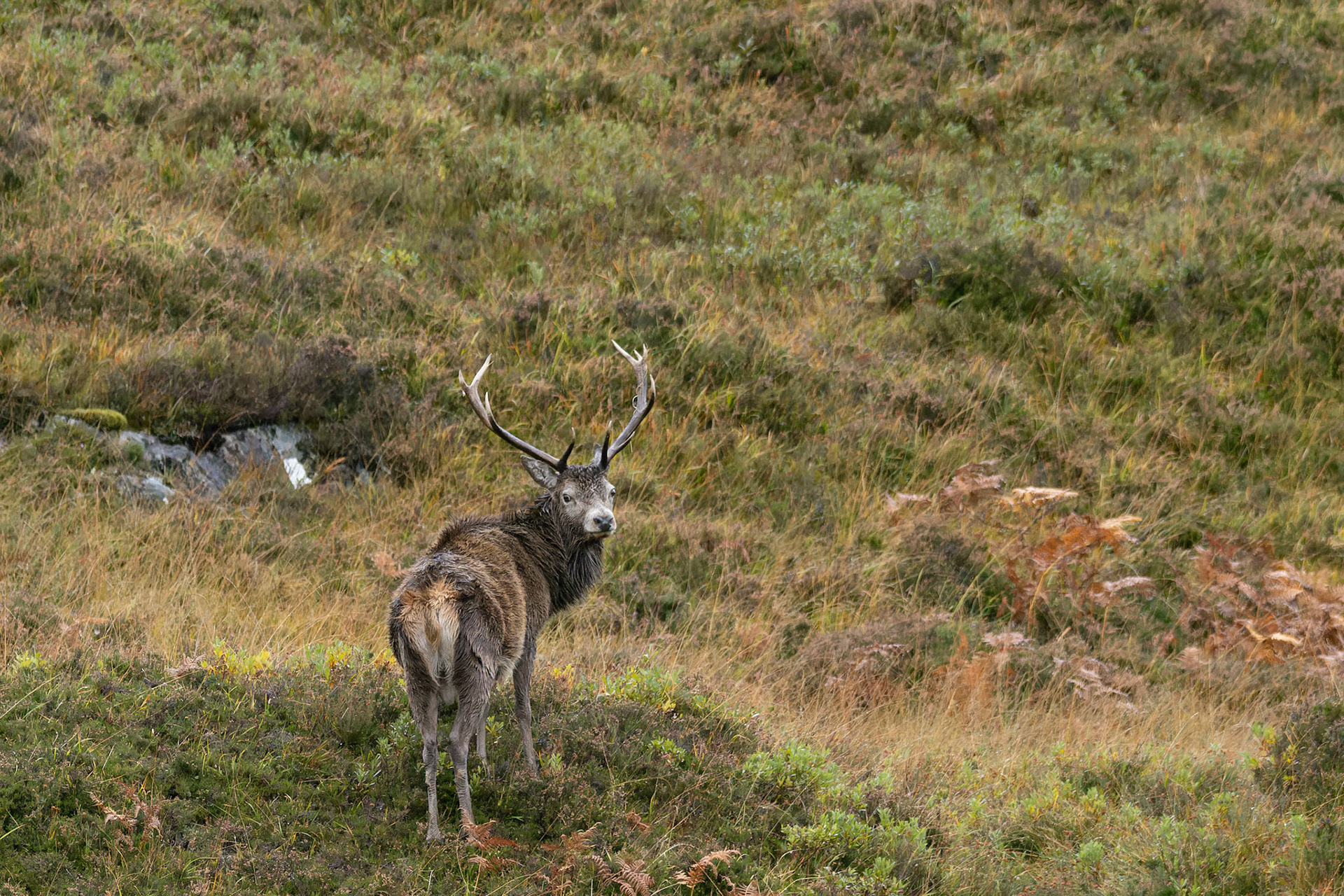 Red Deer Stag
