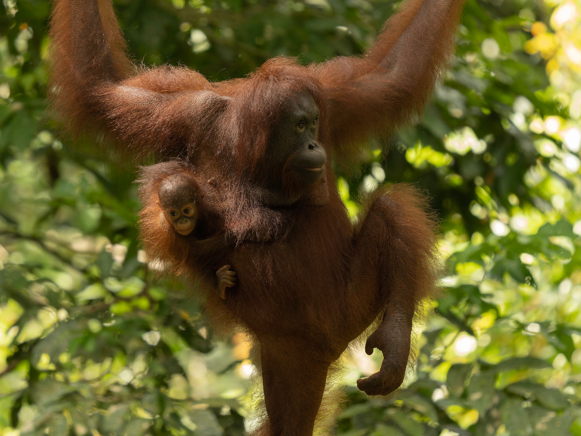 Wild Orangutan and infant