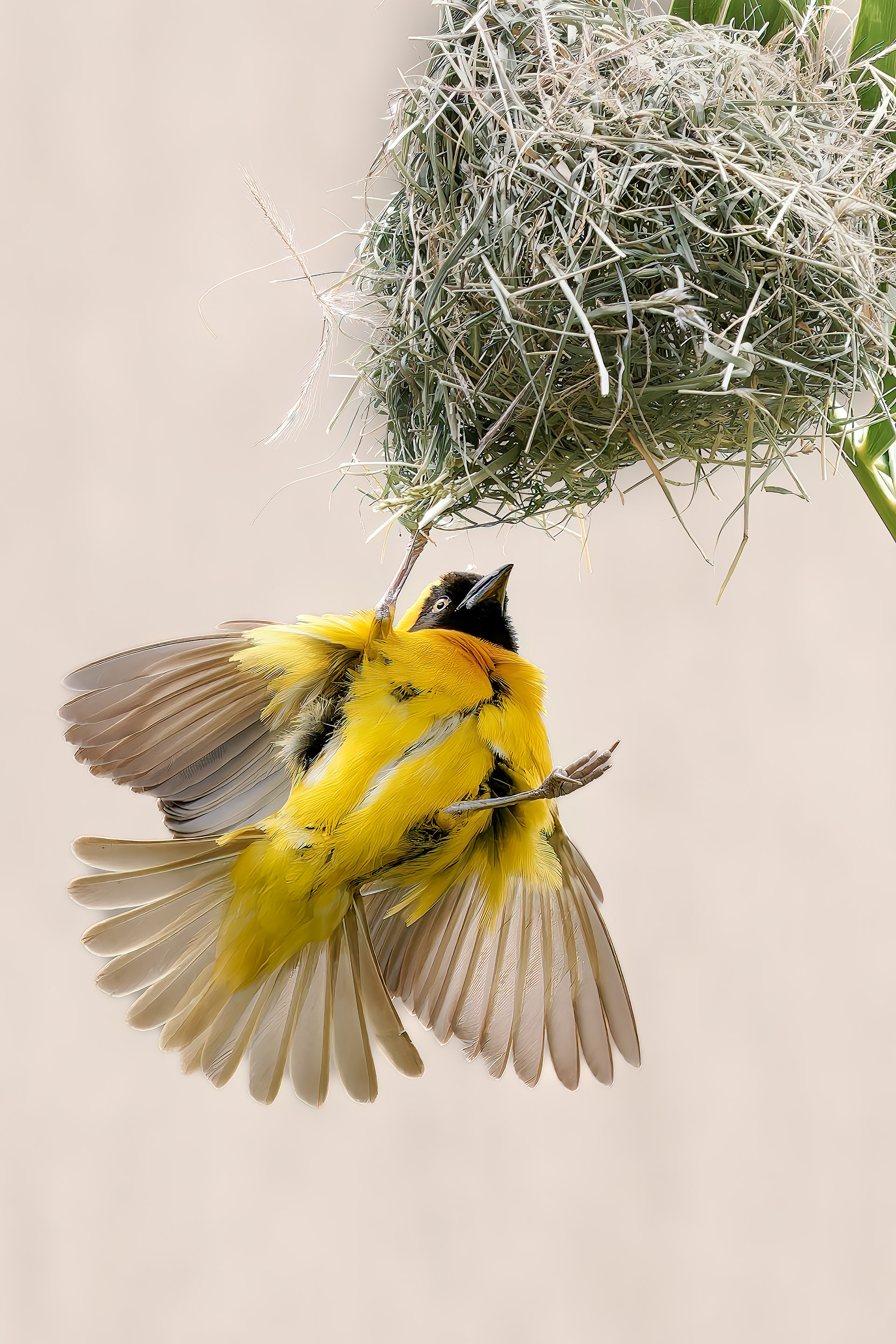 Village Weaver at Nest