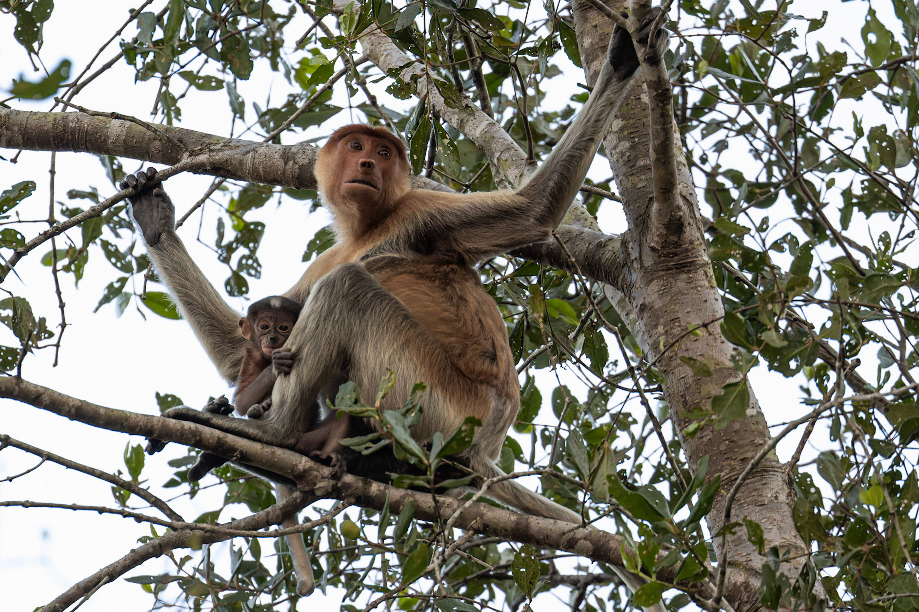 Proboscis Monkey and young