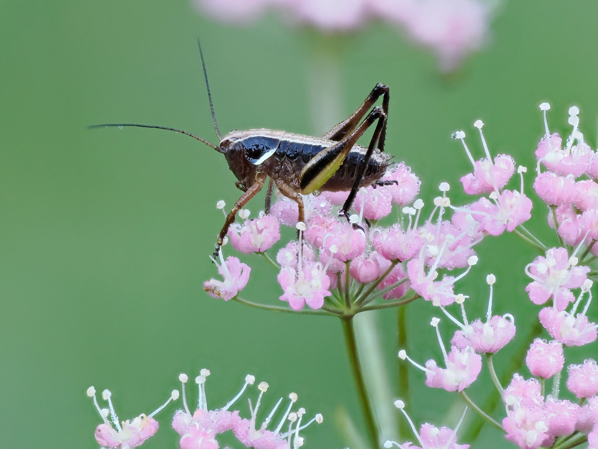Grasshopper, family Acrididae