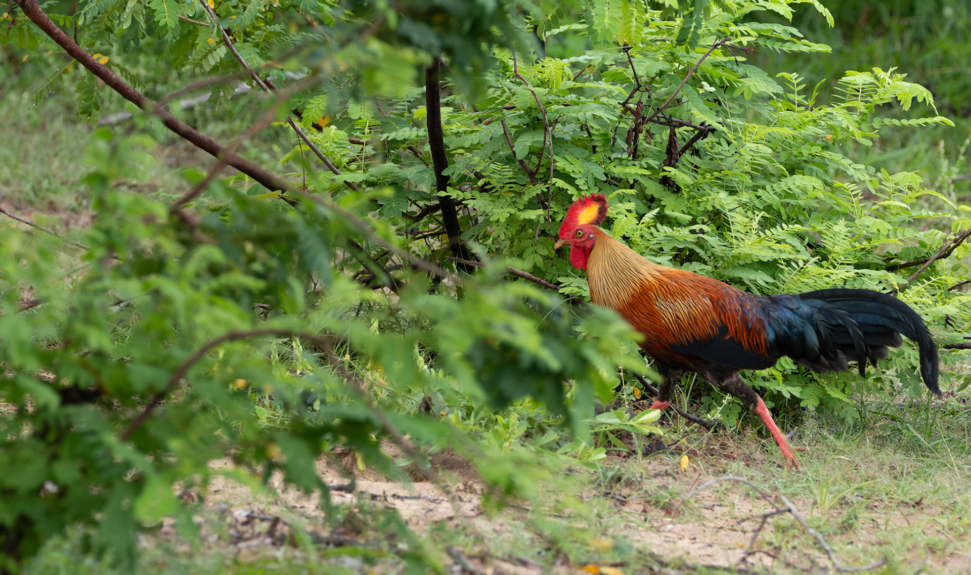 Male Ceylon Junglefowl