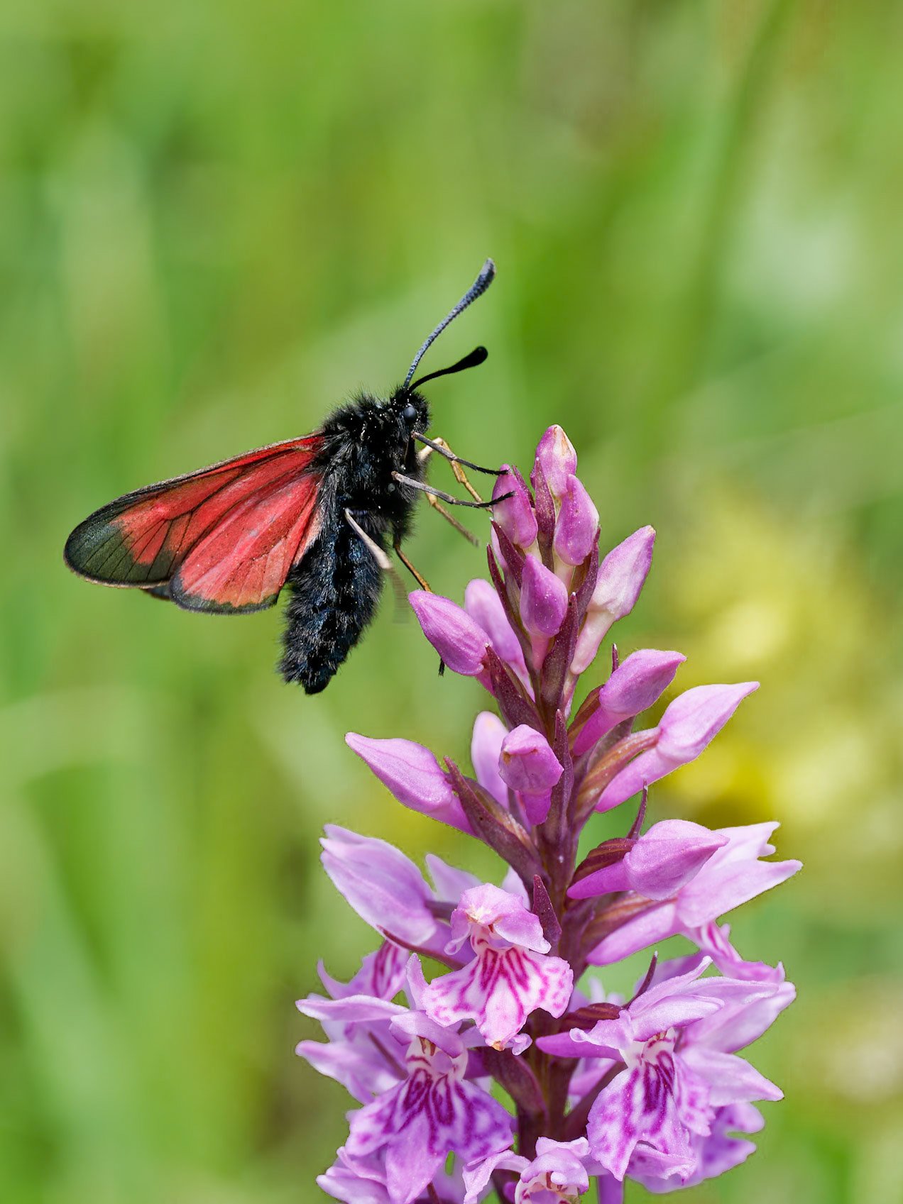 Burnet Moth