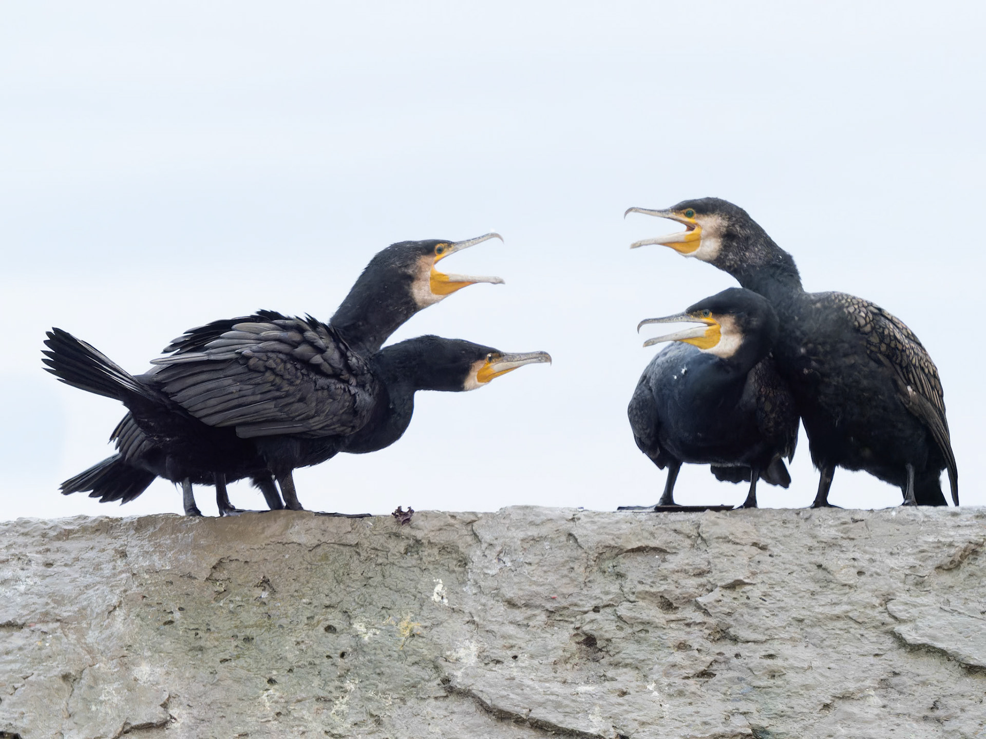 Cormorant disagreement