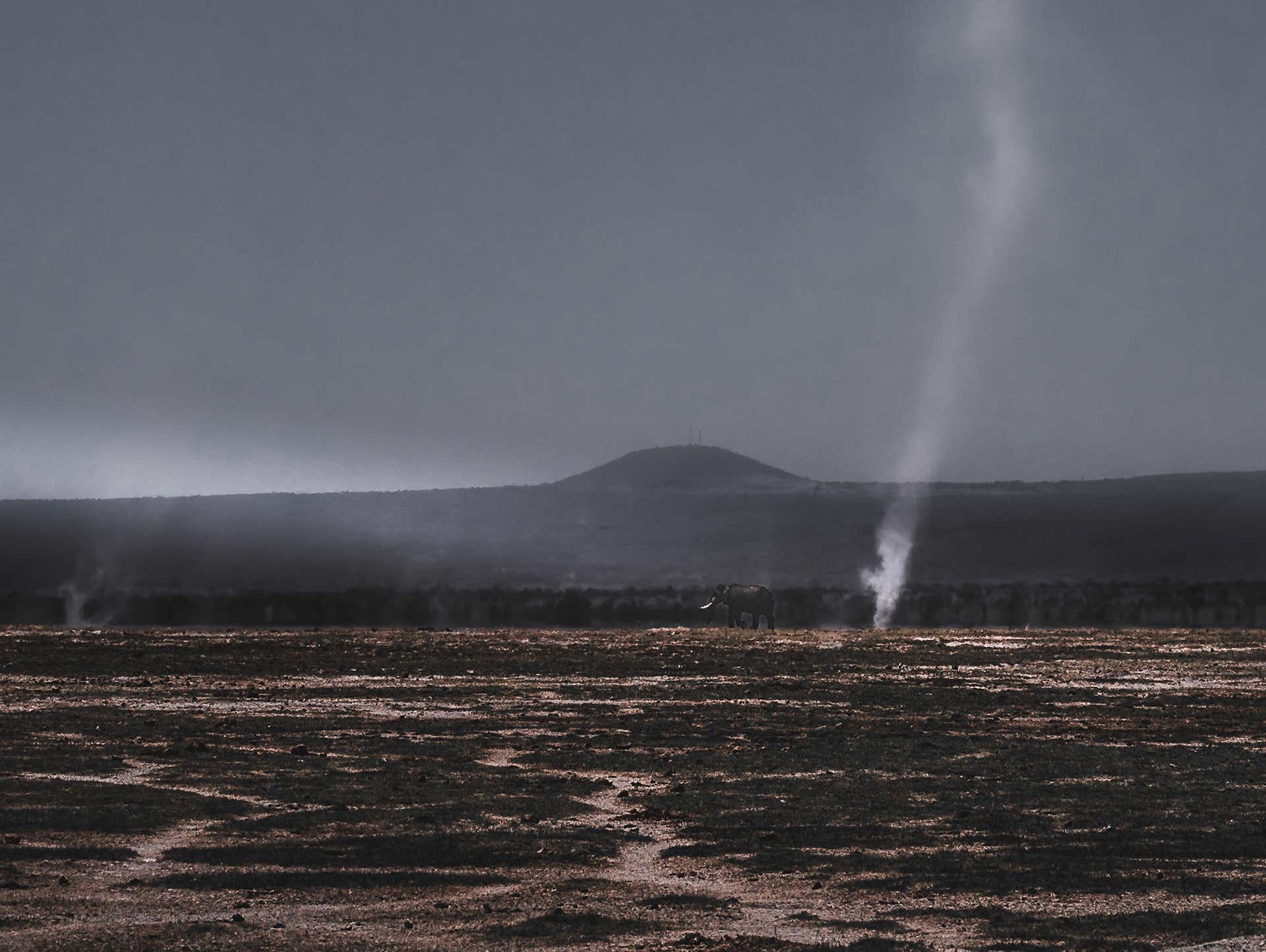 Dust Devils in Amboselli