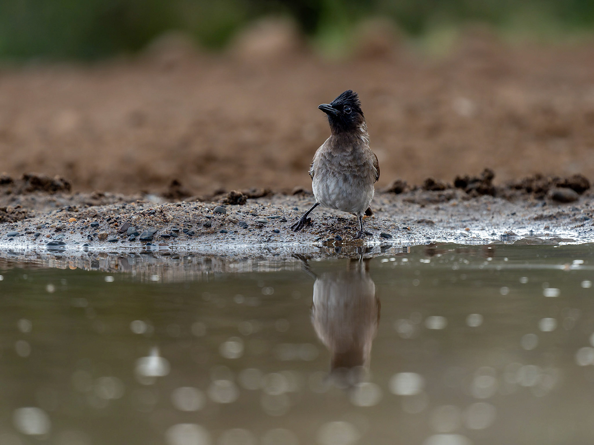 Dark-capped Bulbul