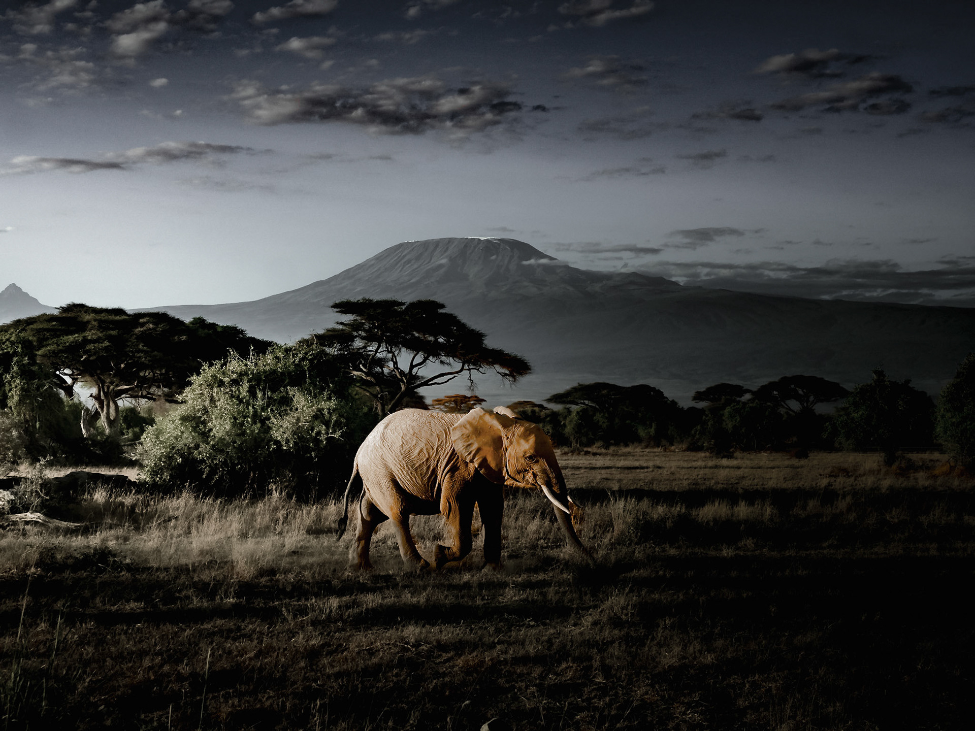 Elephant with Kilimanjaro in background