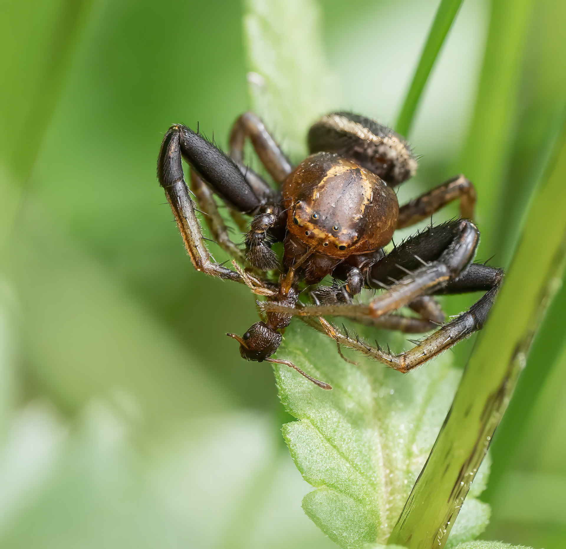 Orb Weaving Spider with ant as prey