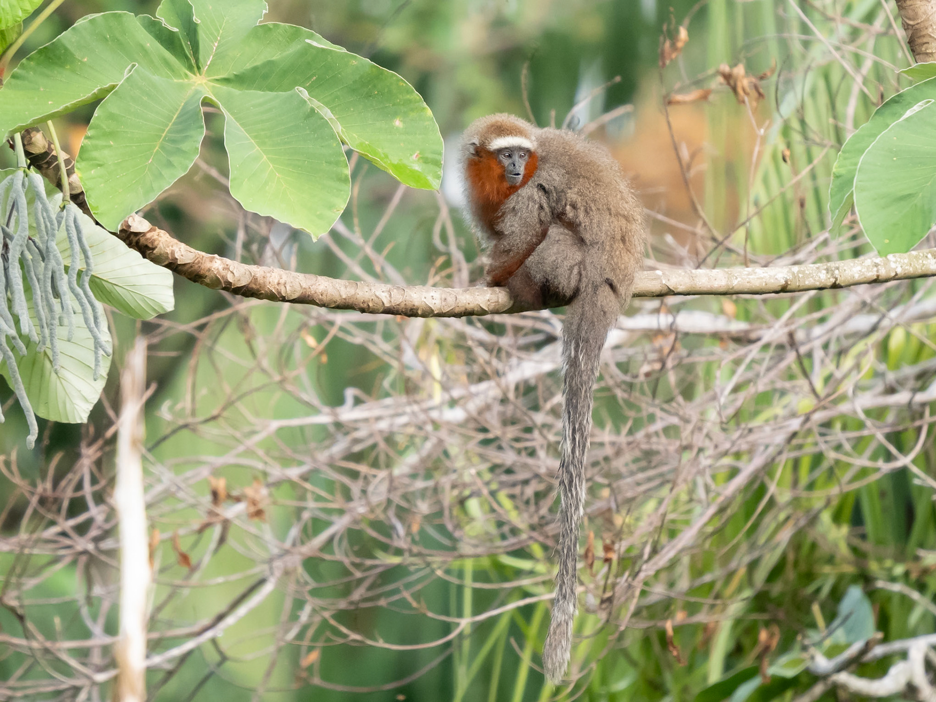 Ornate Titi Monkey