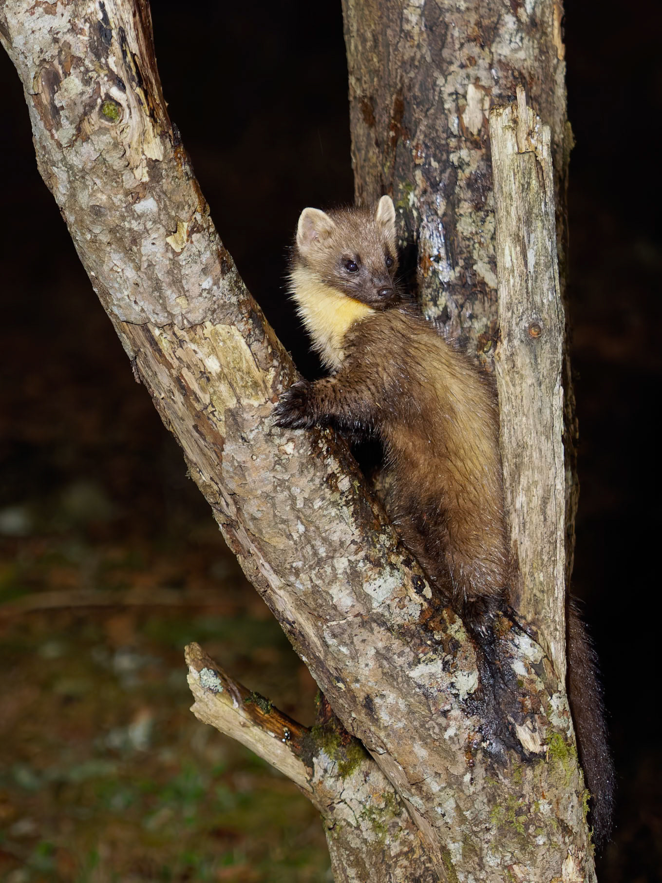 Pinemartin