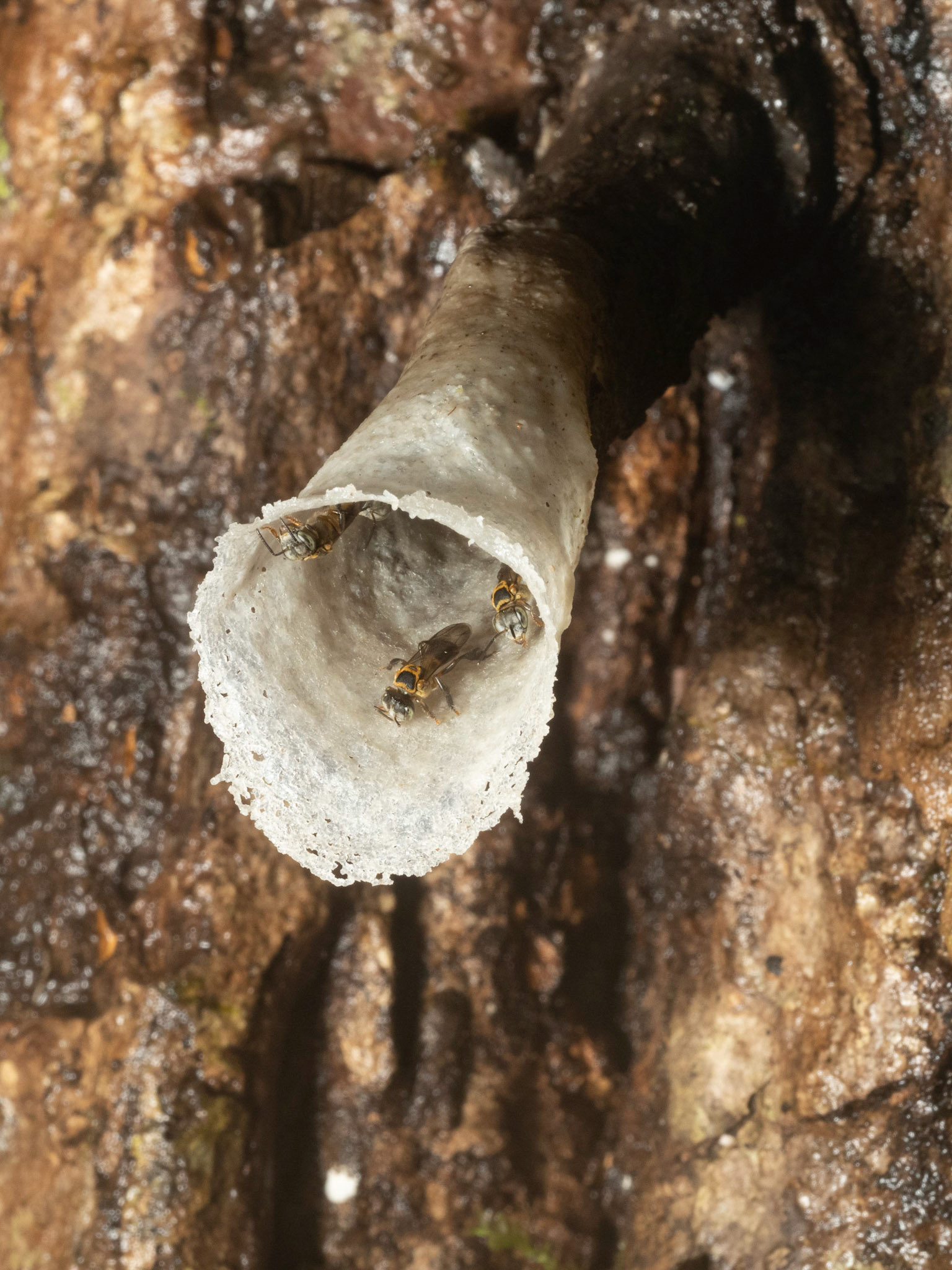 Wax Tube entrance to Stingless Bees Nest