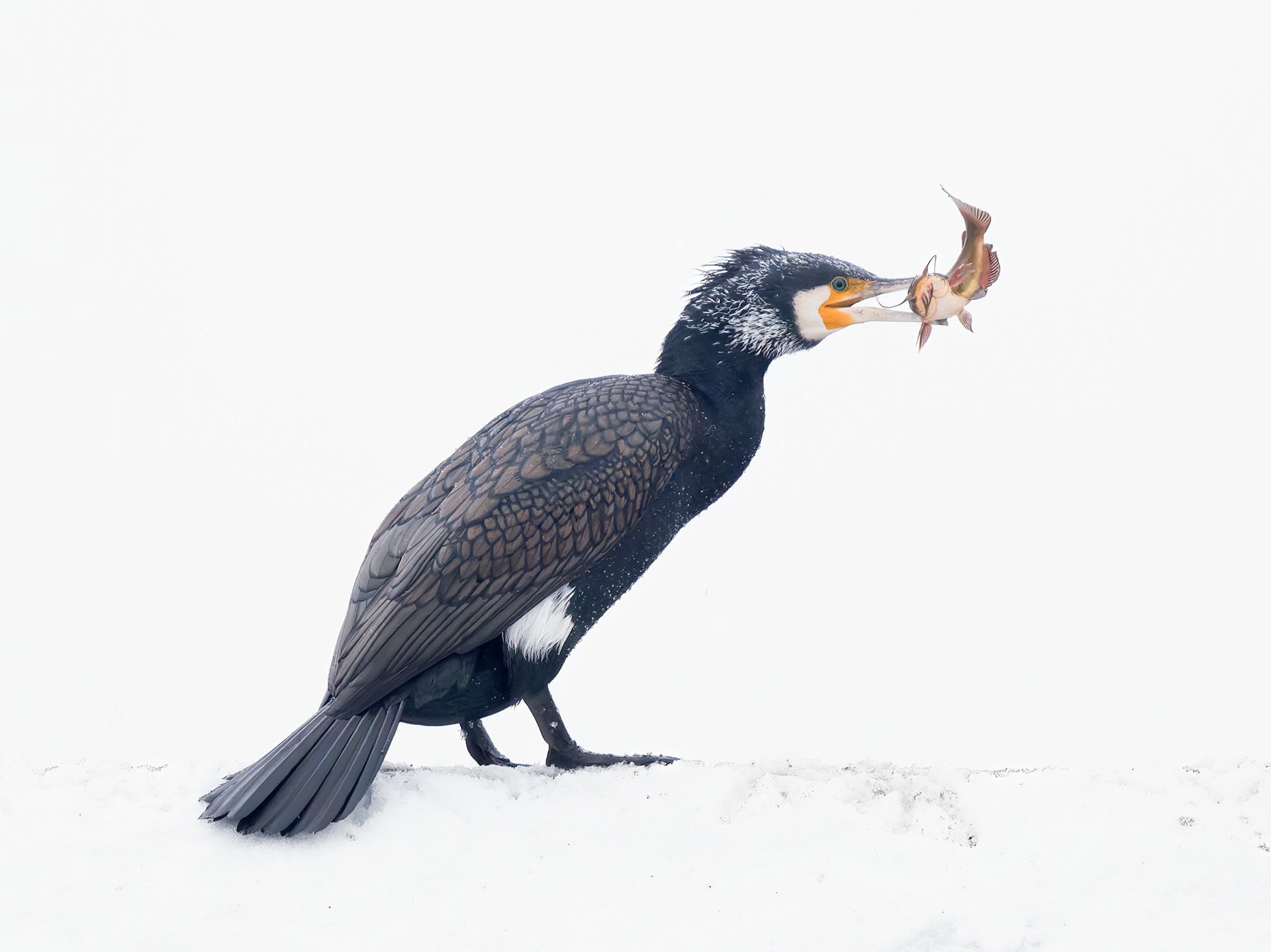 Cormorant in the snow