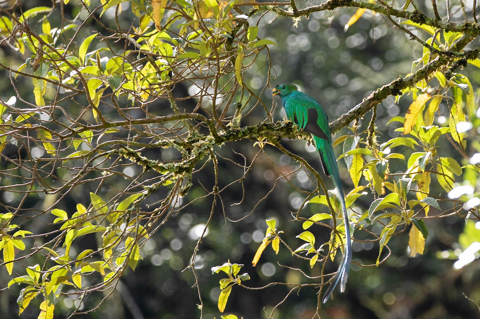 Resplendent Quetzal regurgitating food