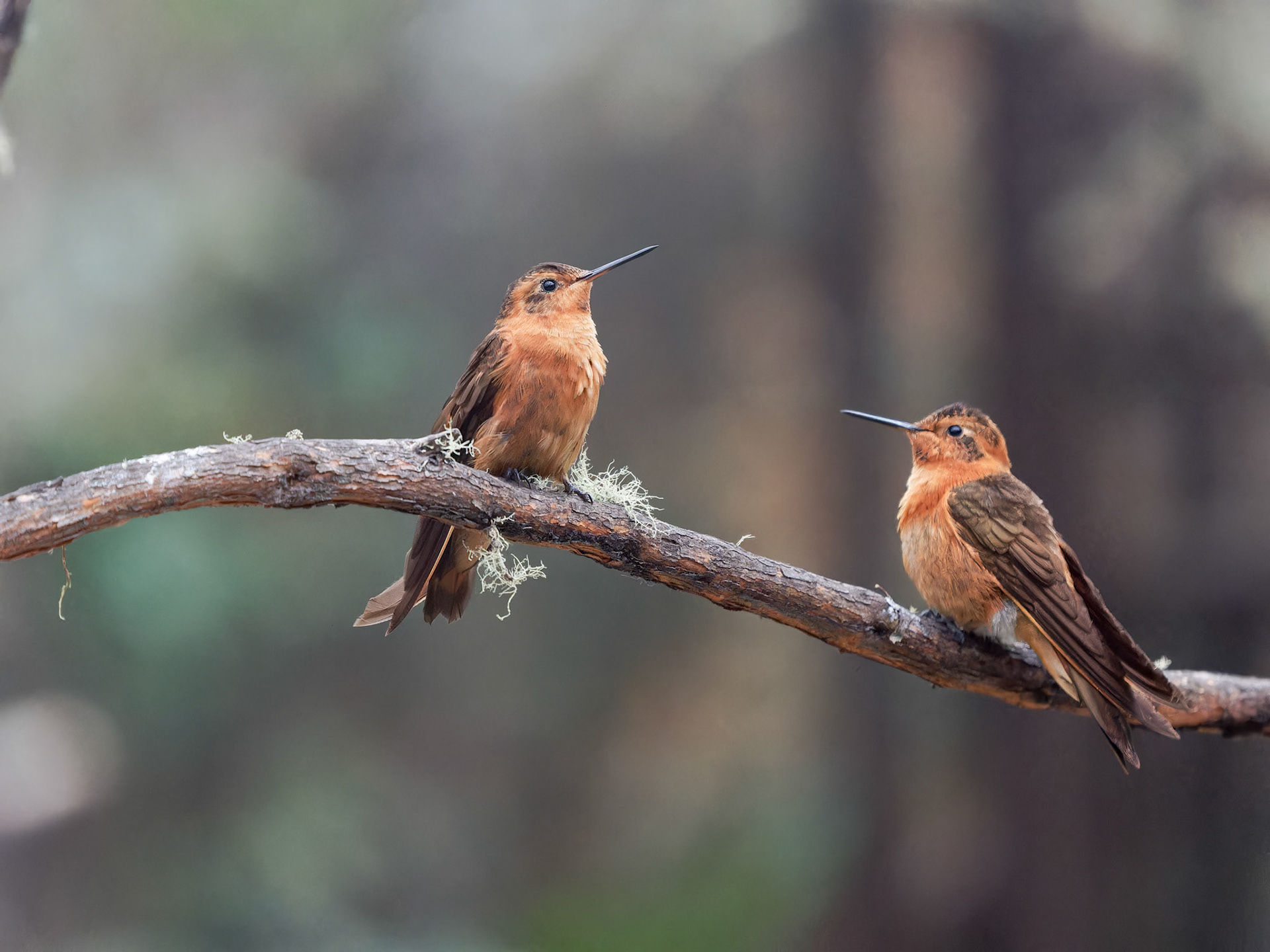 Two Shining sunbeam Hummingbirds