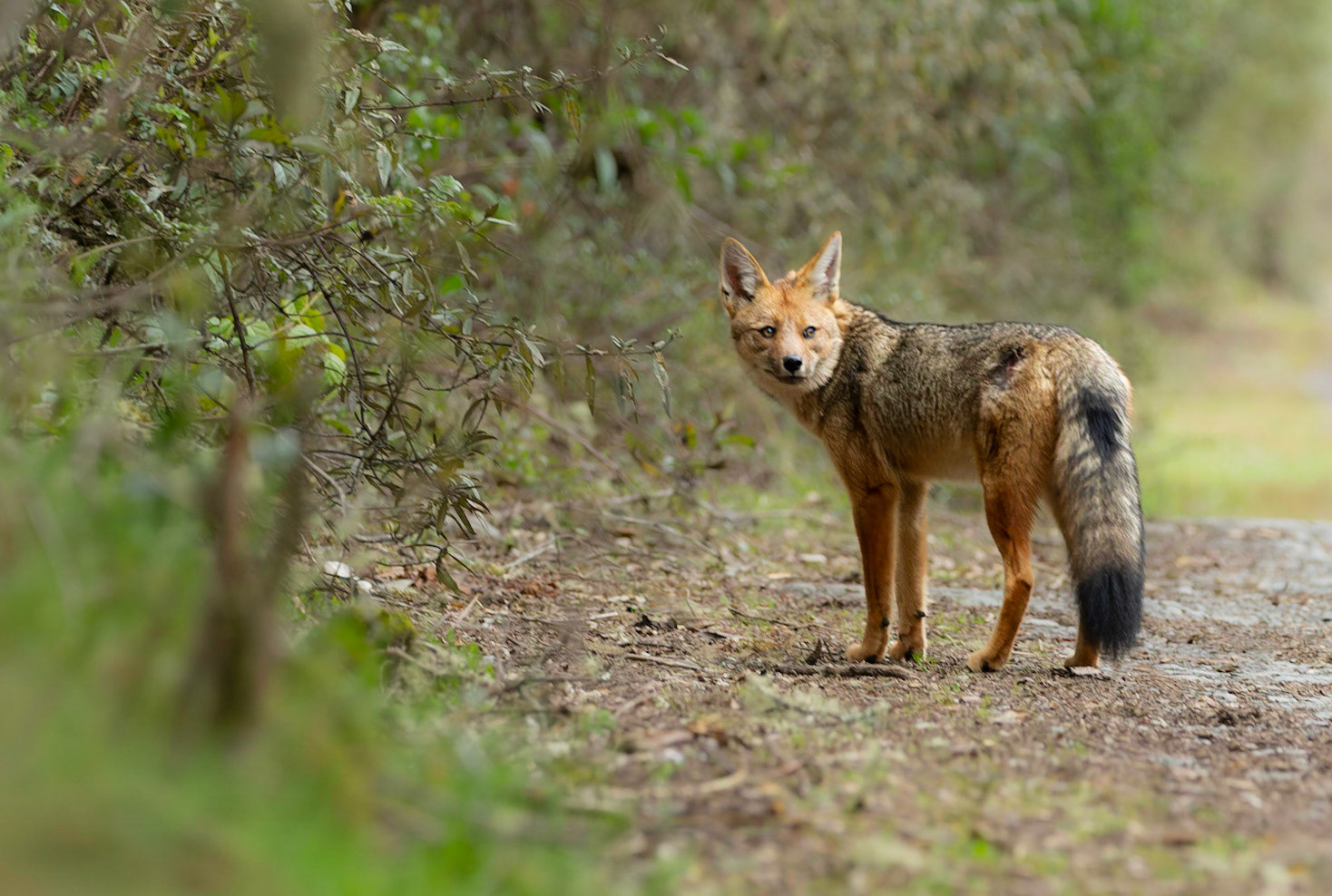 Andean Fox, ( Lycalopix culpaeus)