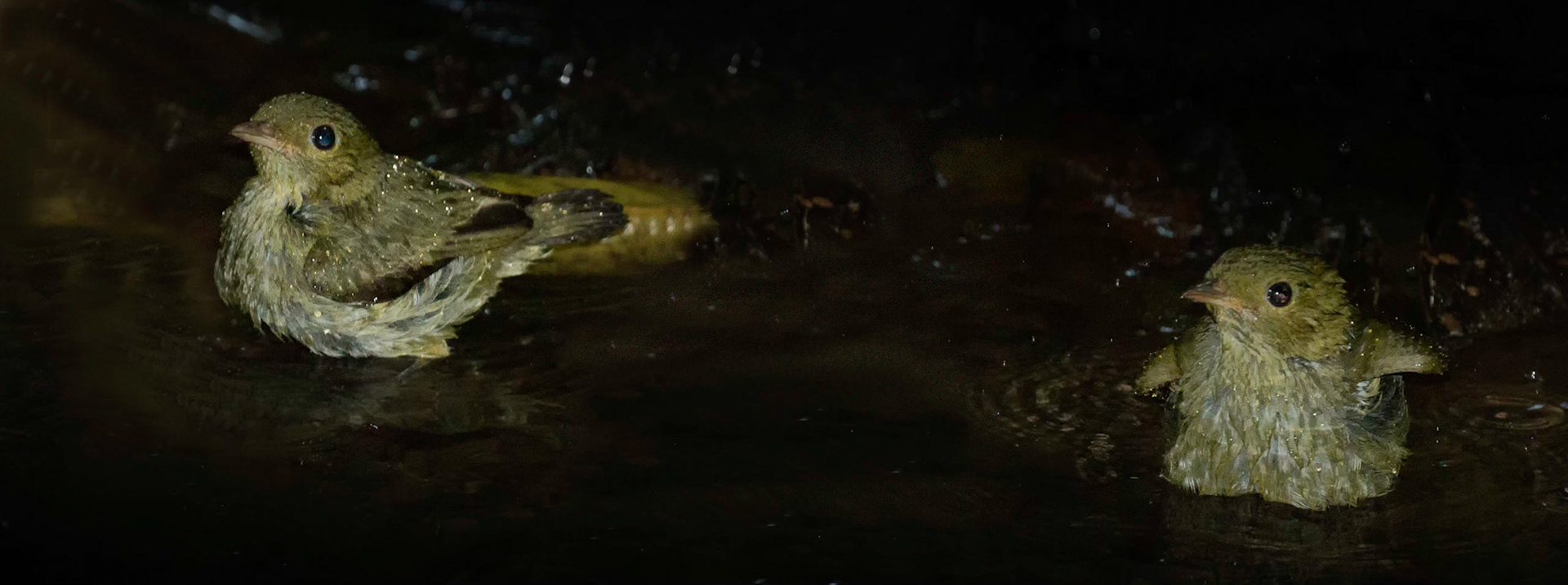 Female Red-capped Manakins bathing