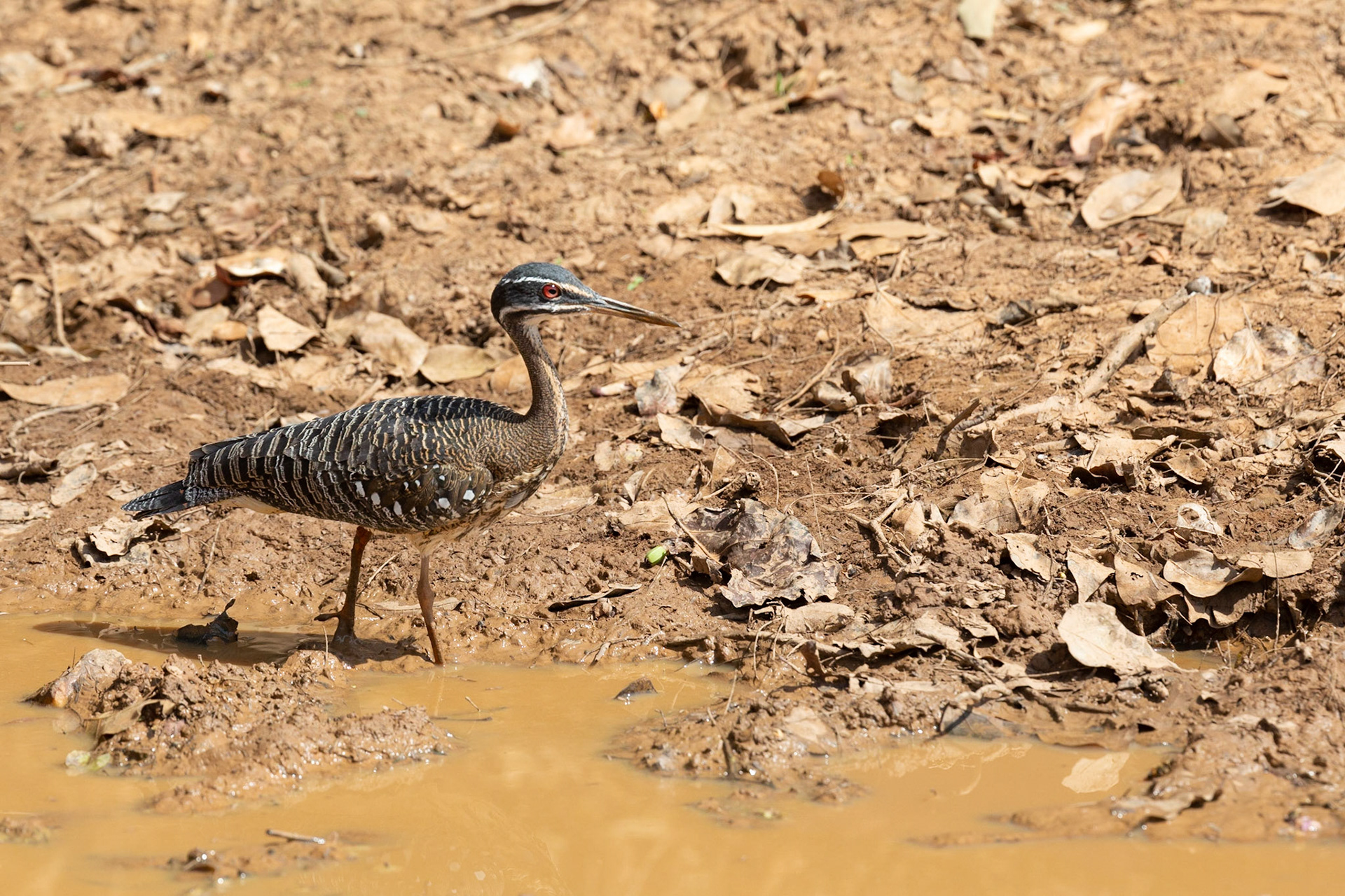 Sunbittern (Eurypga helias)