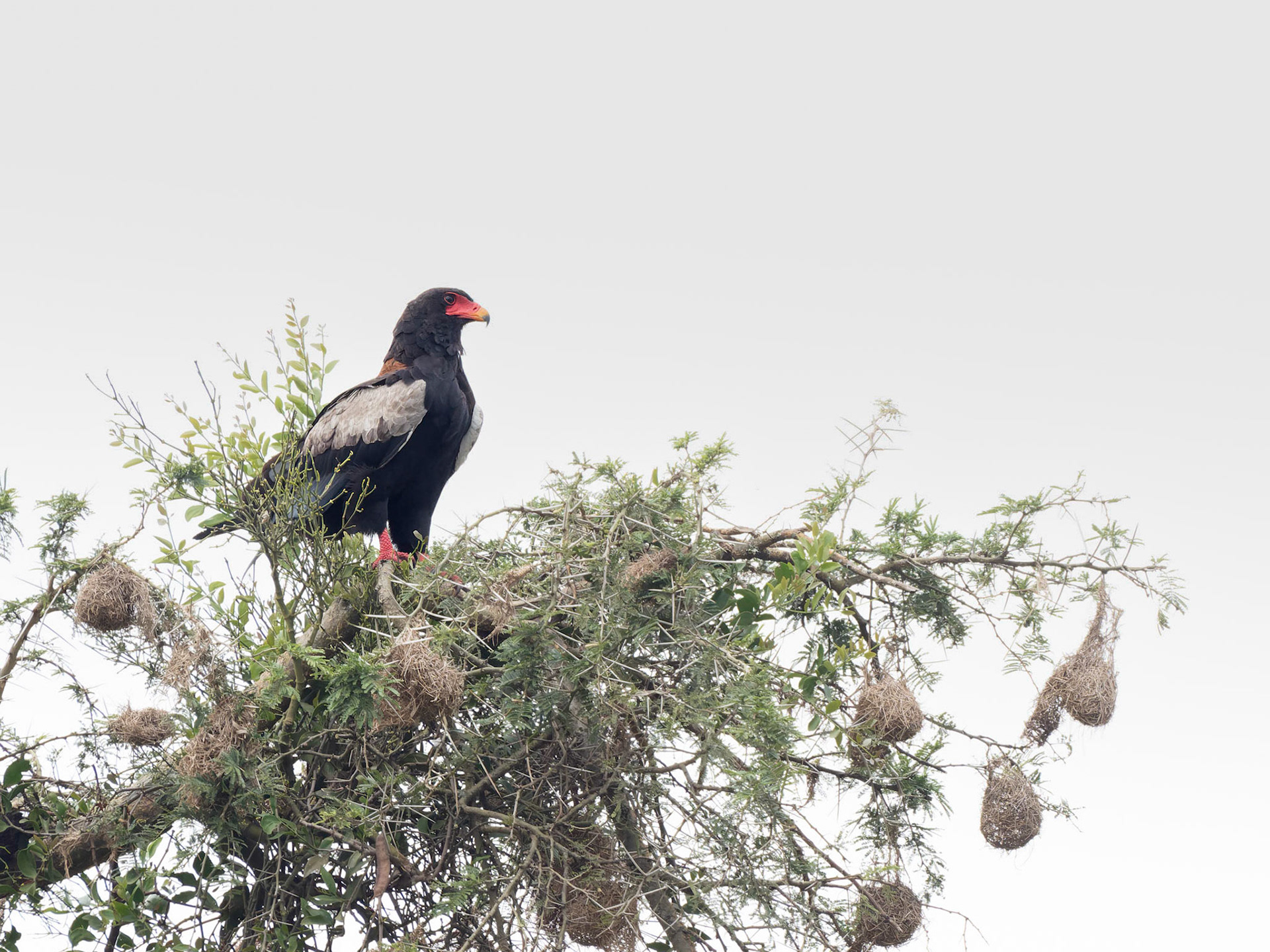 Bateleur Eagle